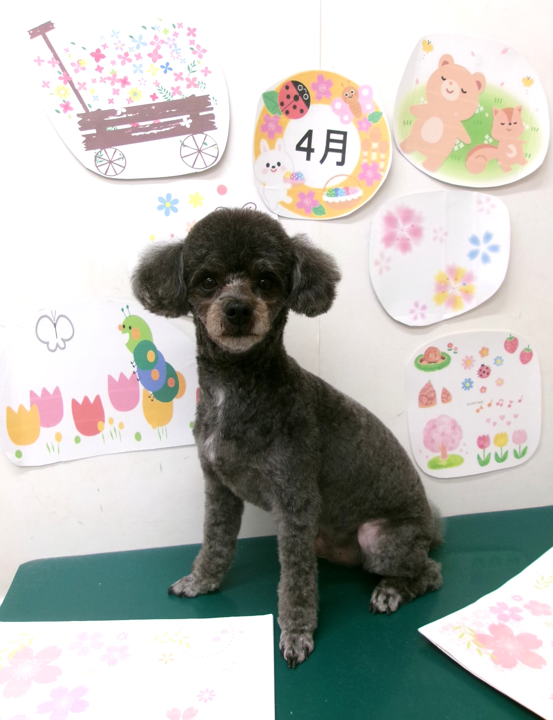 トリミングサロン シュシュどうぶつ病院のトリミングカット-9957の1枚目