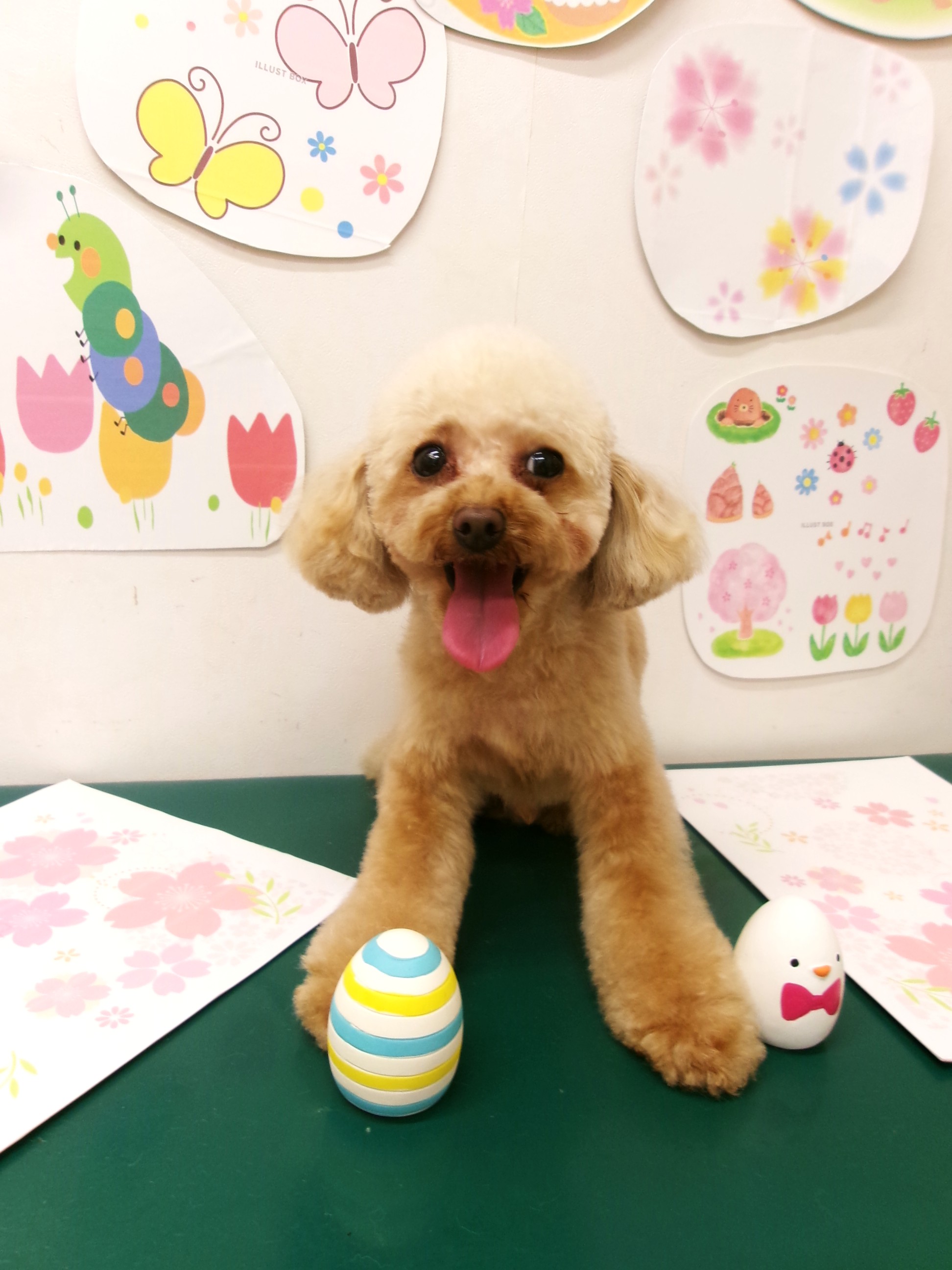 トリミングサロン シュシュどうぶつ病院のトリミングカット-9909の1枚目