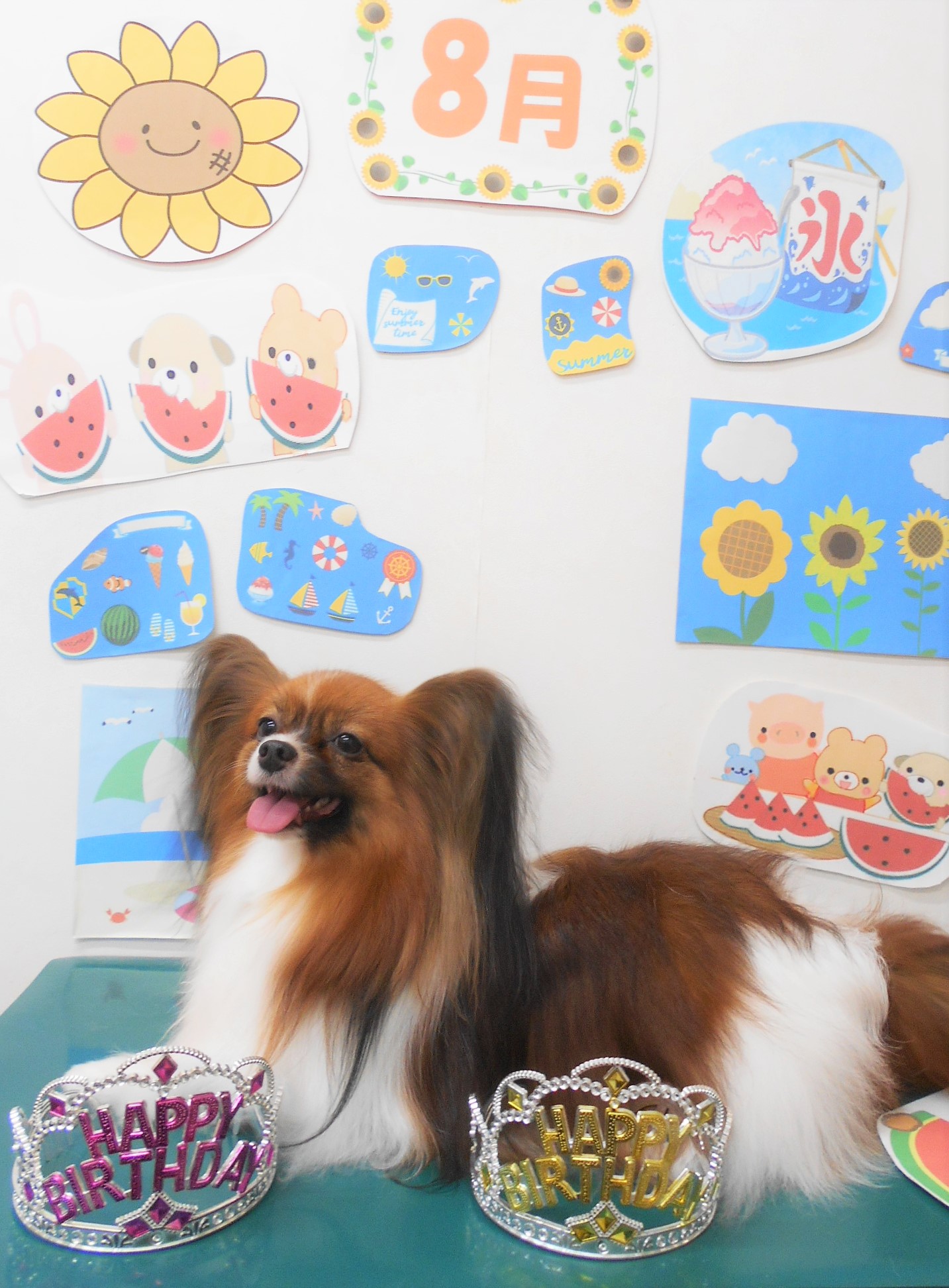 パピヨンのトリミングカット シュシュどうぶつ病院の1枚目