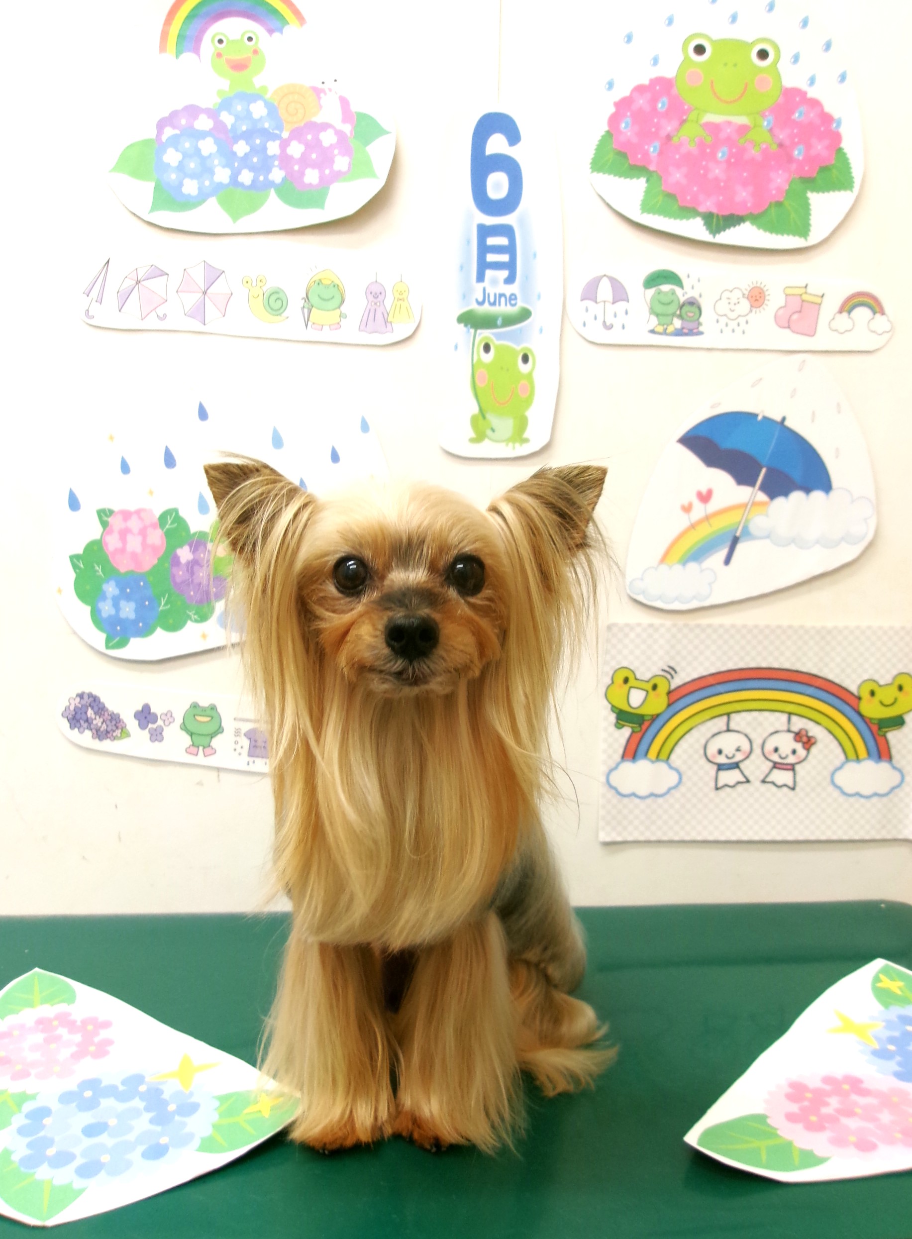 トリミングサロン シュシュどうぶつ病院のトリミングカット-10123の1枚目
