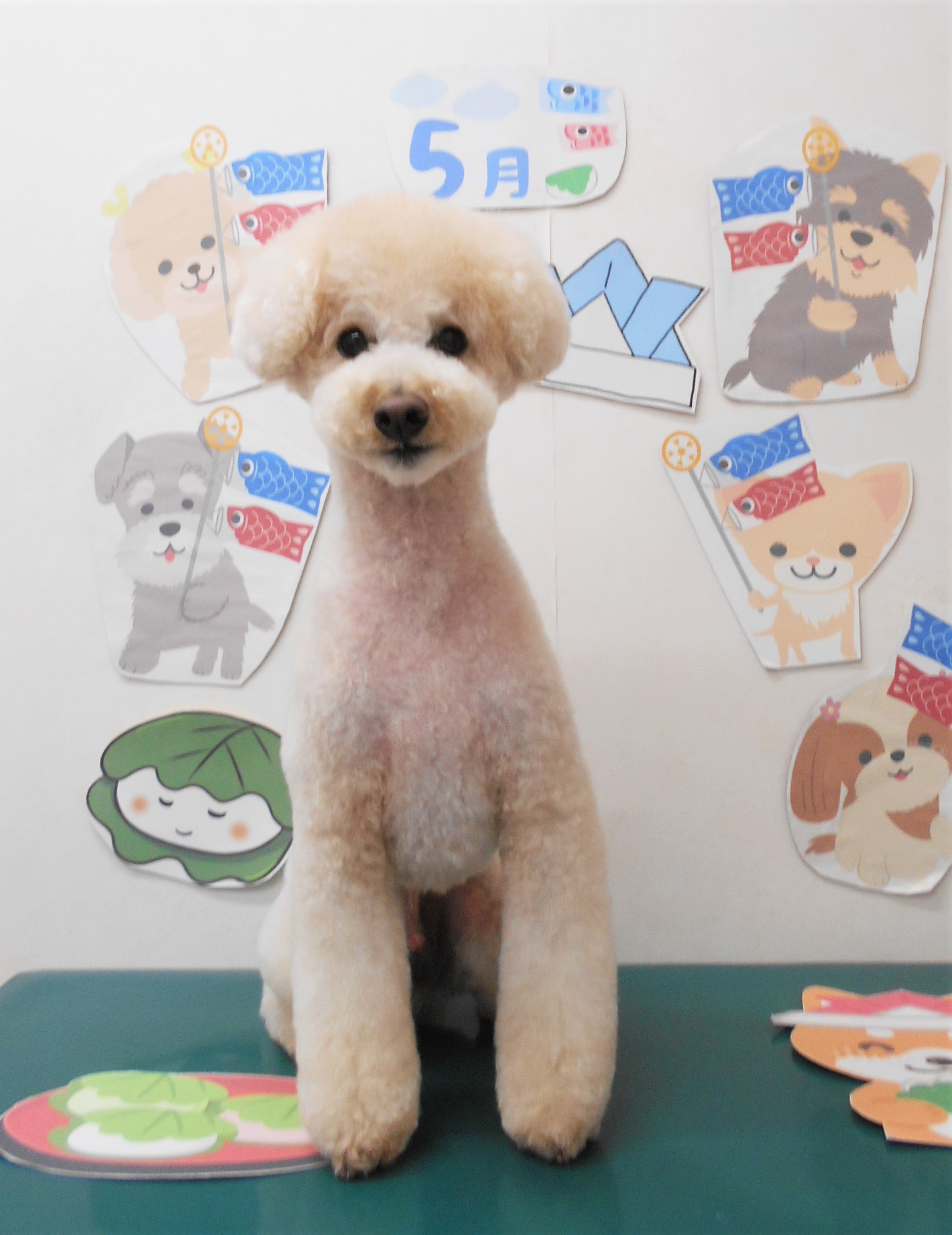 トイプードルのトリミングカット シュシュどうぶつ病院の1枚目