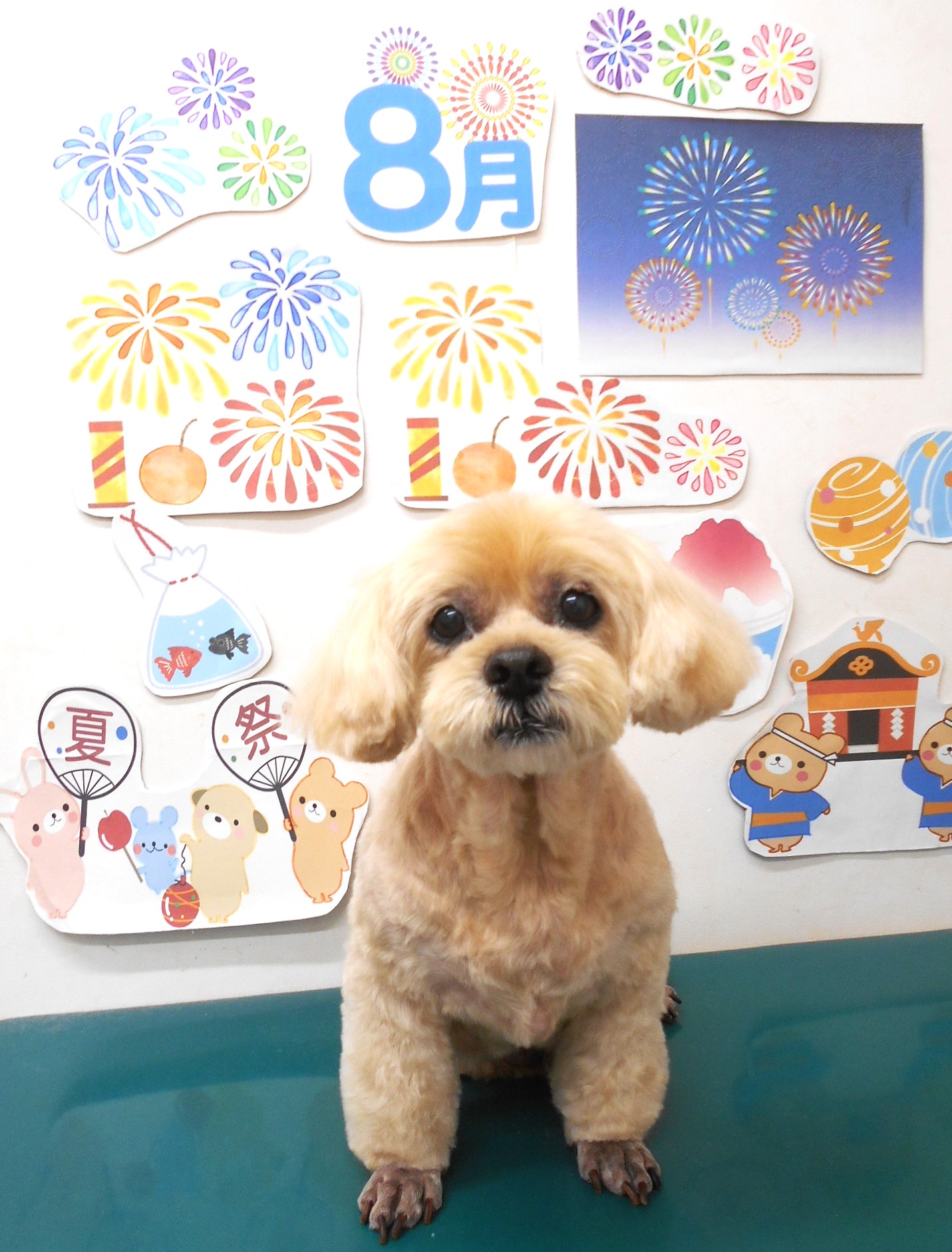 ミックス犬(その他)のトリミングカット シュシュどうぶつ病院の1枚目