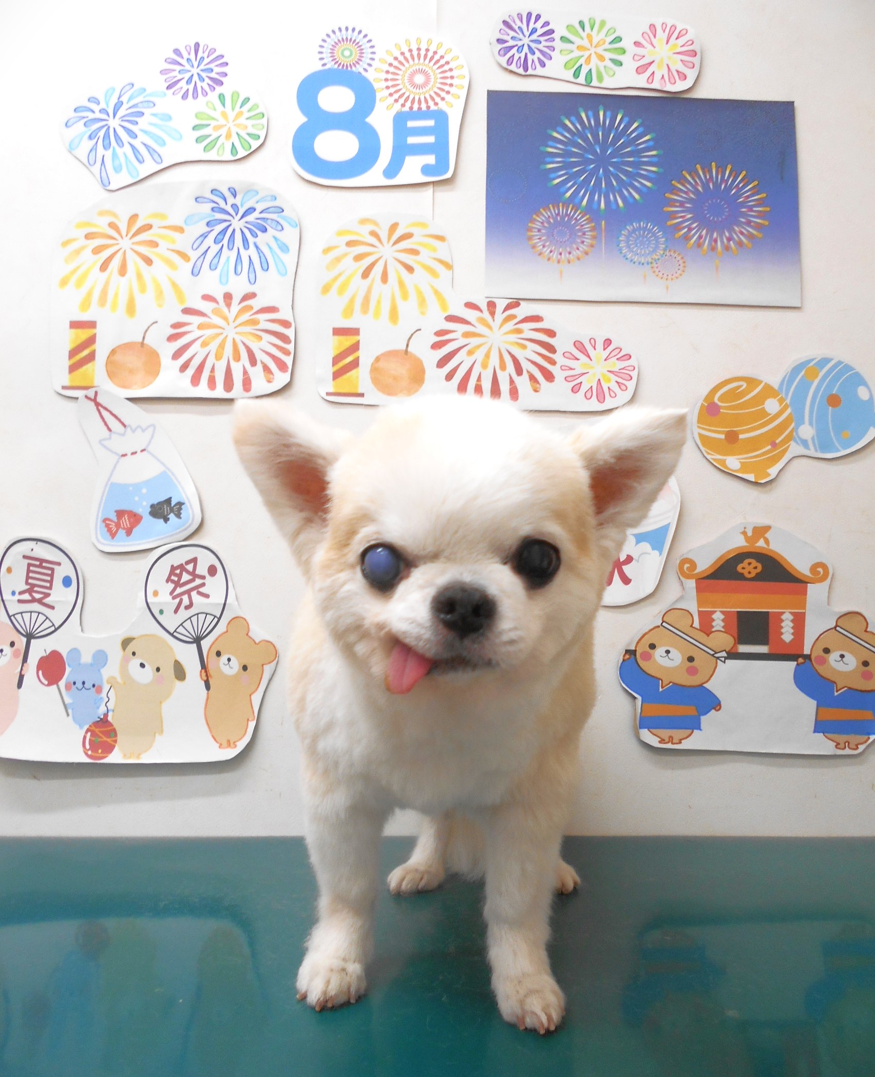 チワワのトリミングカット シュシュどうぶつ病院の1枚目