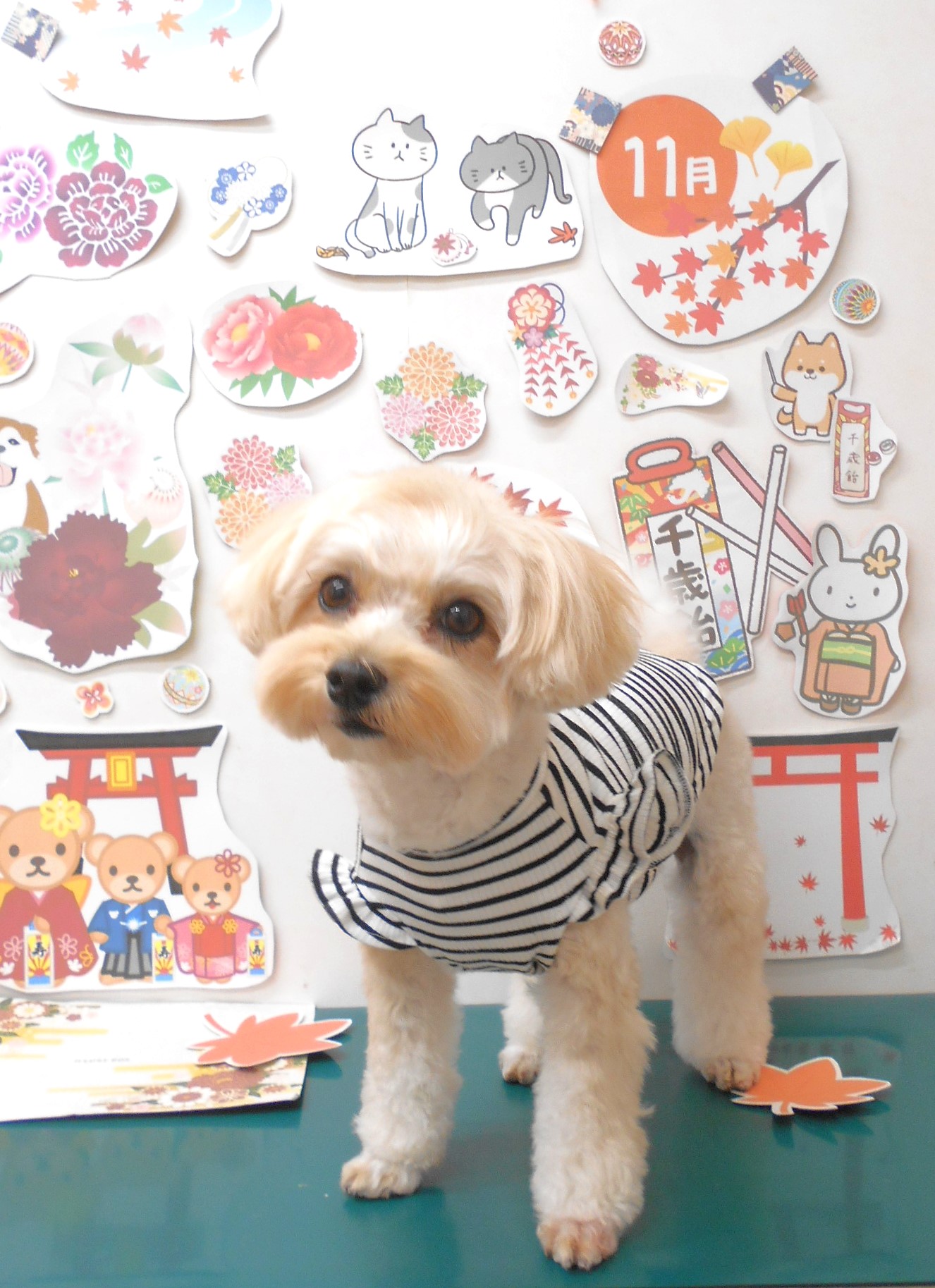 ミックス犬(その他)のトリミングカット シュシュどうぶつ病院の1枚目