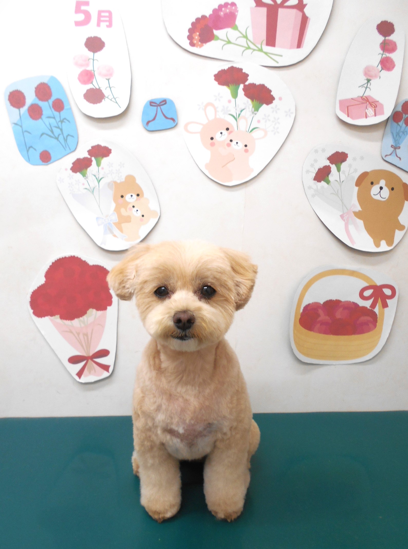 ミックス犬(その他)のトリミングカット シュシュどうぶつ病院の1枚目