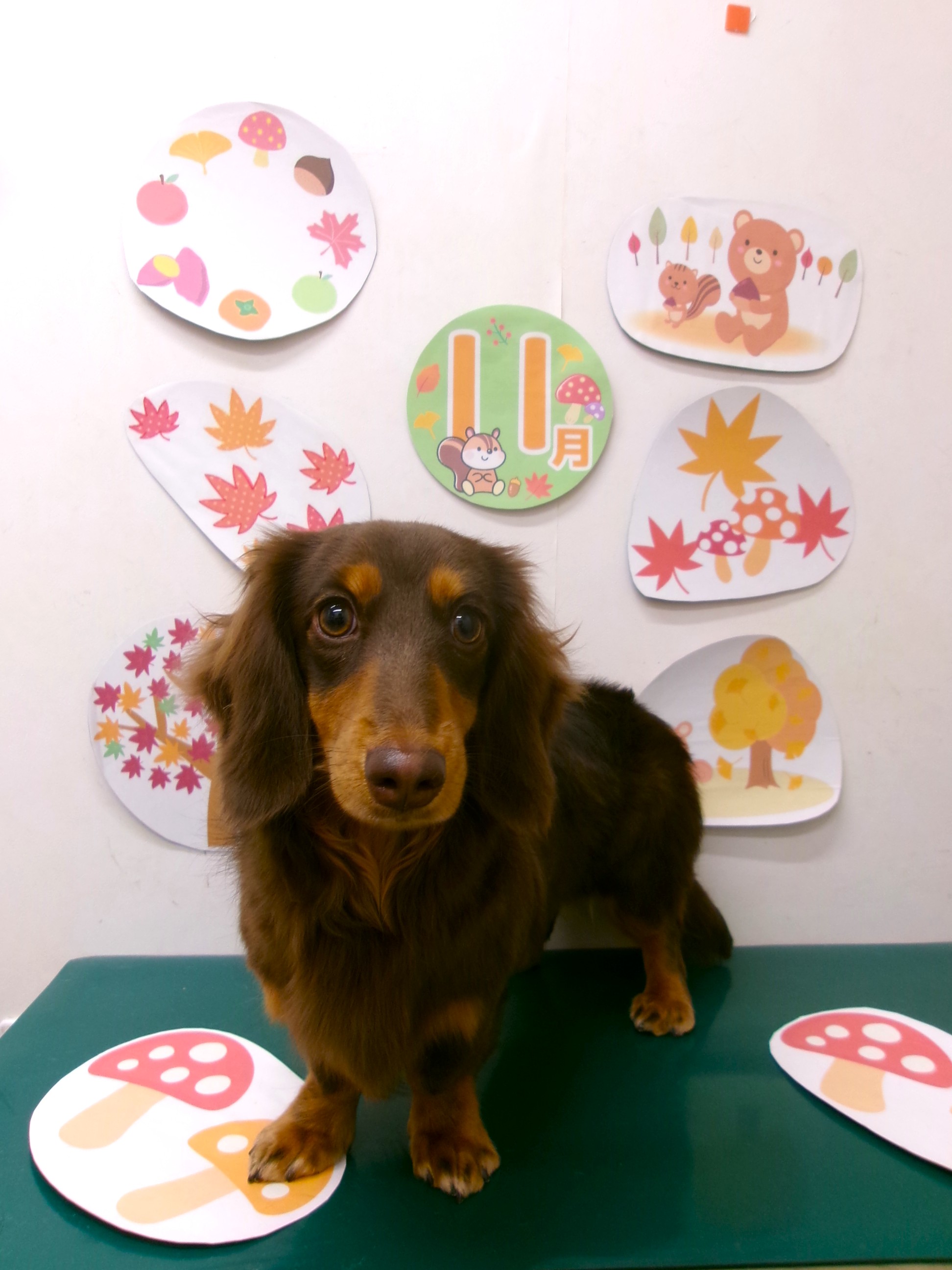 カニンヘンダックスフンドのトリミングカット シュシュどうぶつ病院の1枚目