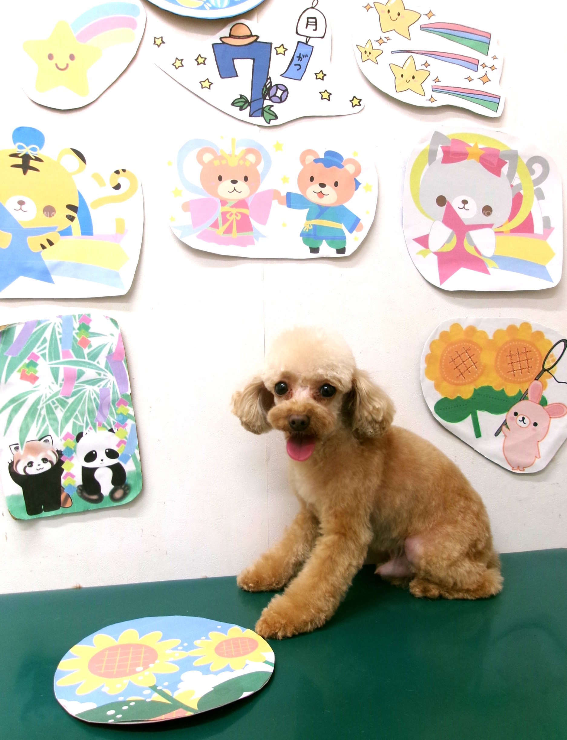 トリミングサロン シュシュどうぶつ病院のトリミングカット-10193の1枚目