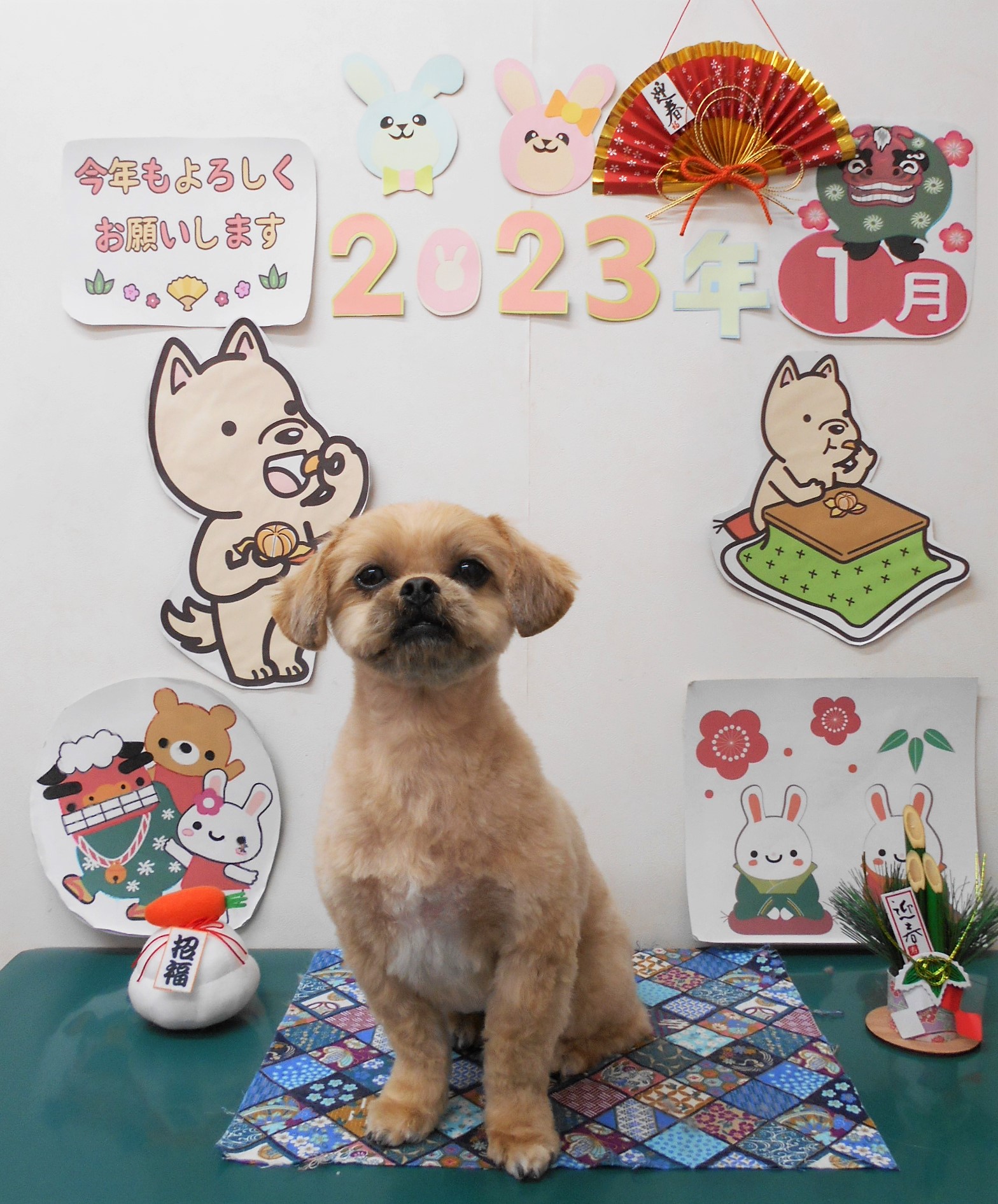 ミックス犬(その他)のトリミングカット シュシュどうぶつ病院の1枚目