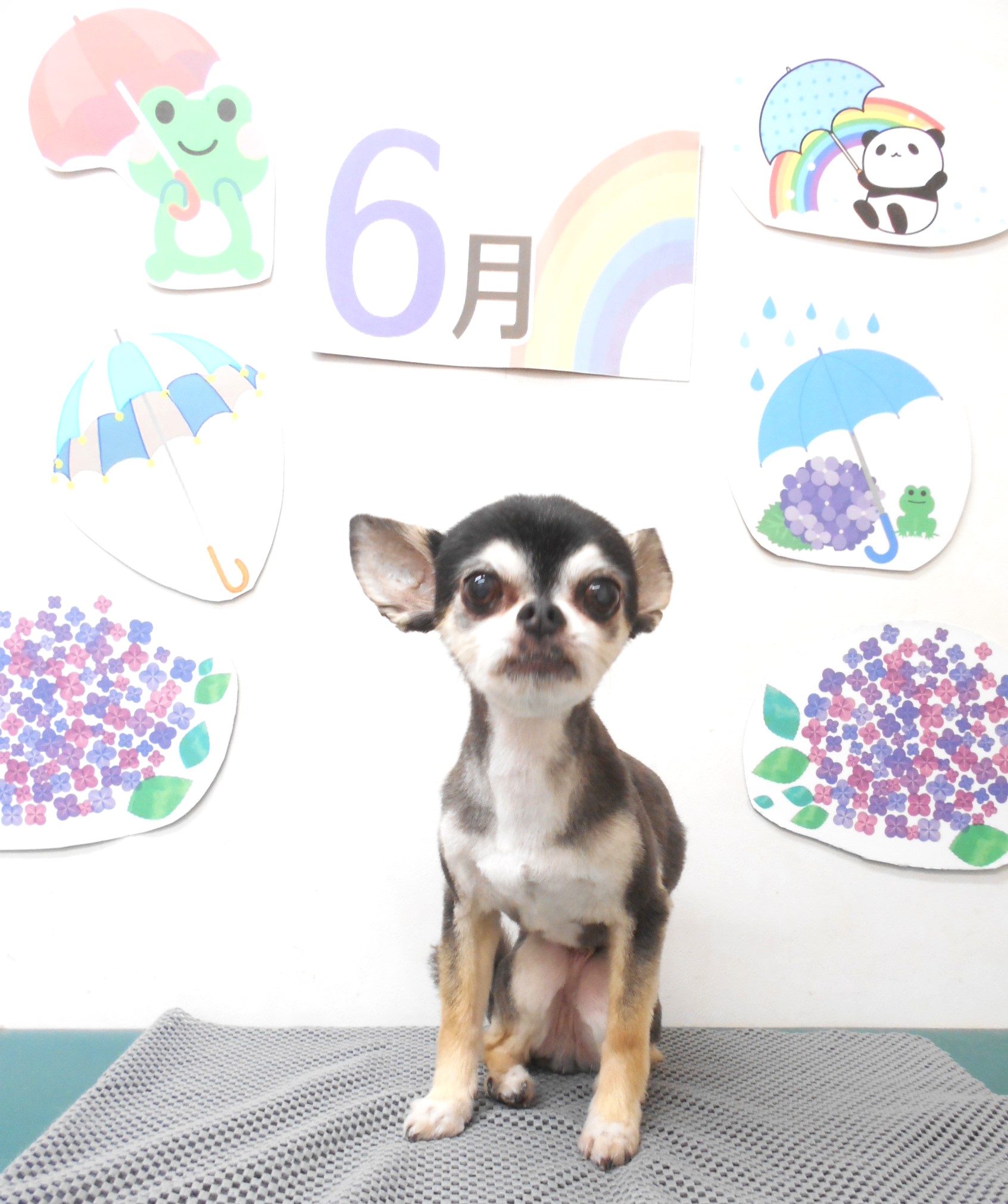 チワワのトリミングカット シュシュどうぶつ病院の1枚目