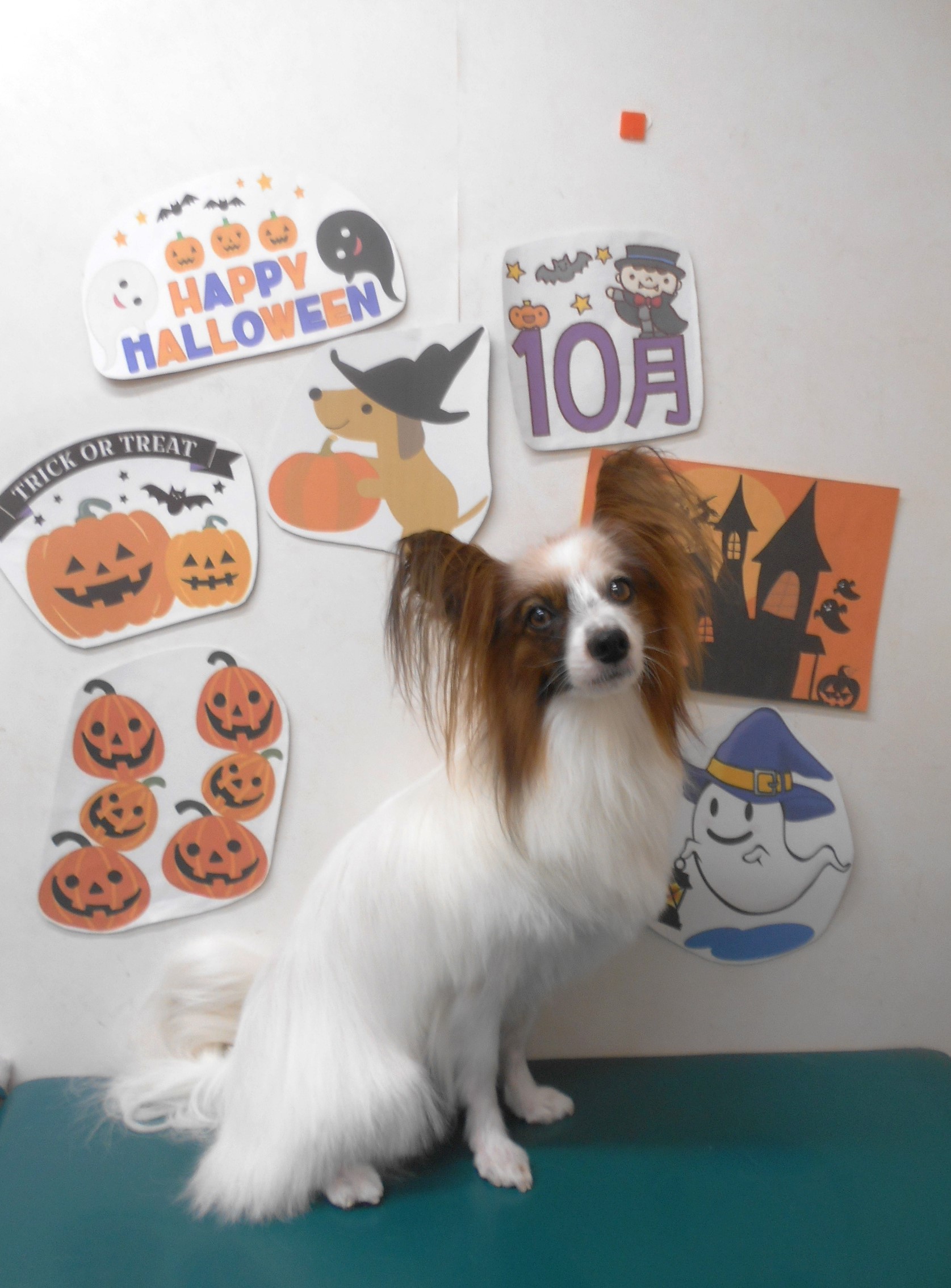 ミックス犬(その他)のトリミングカット シュシュどうぶつ病院の1枚目