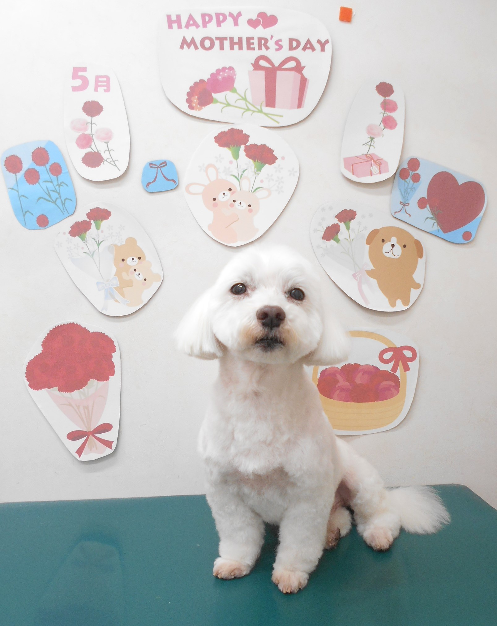 ミックス犬(その他)のトリミングカット シュシュどうぶつ病院の1枚目