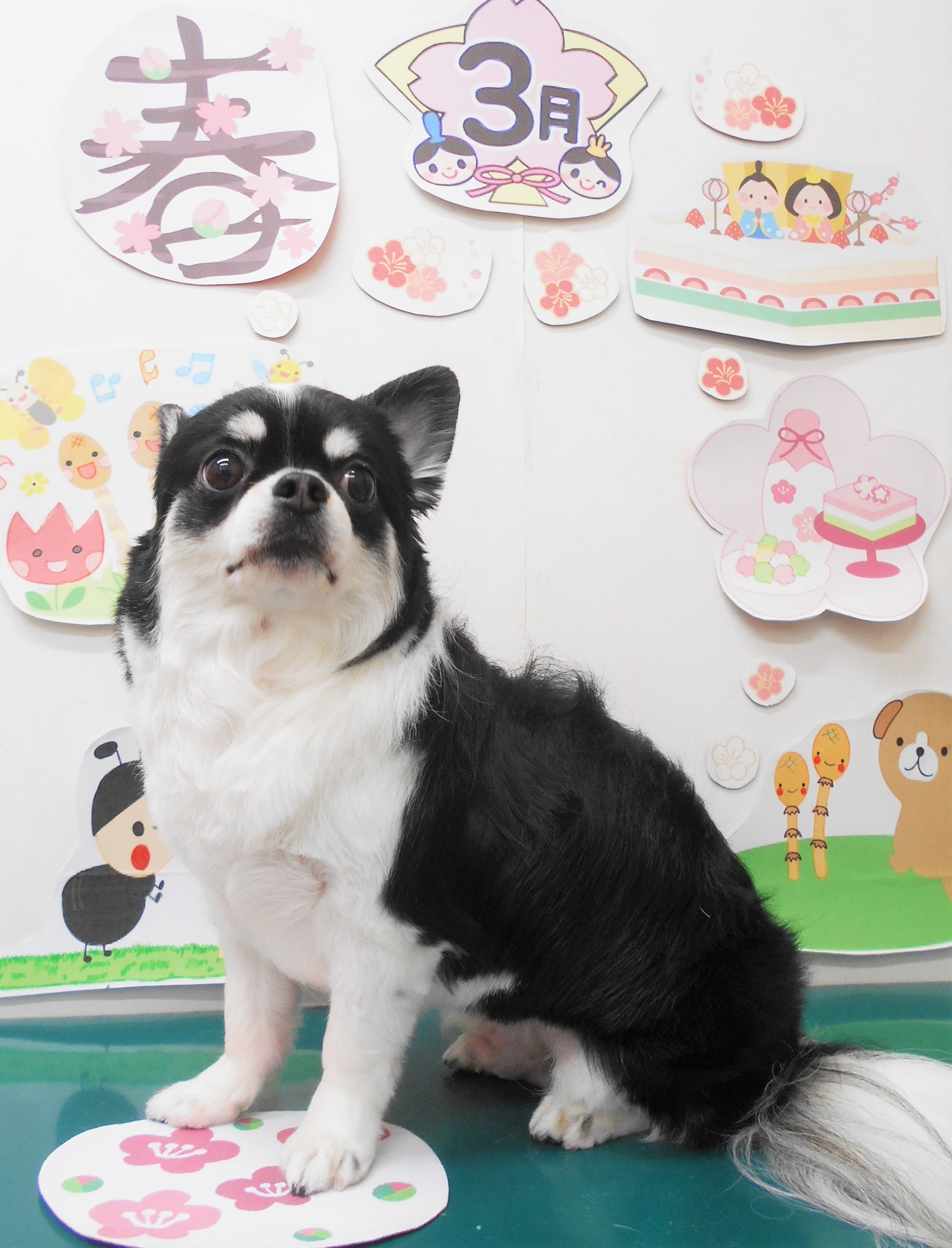 チワワのトリミングカット シュシュどうぶつ病院の1枚目