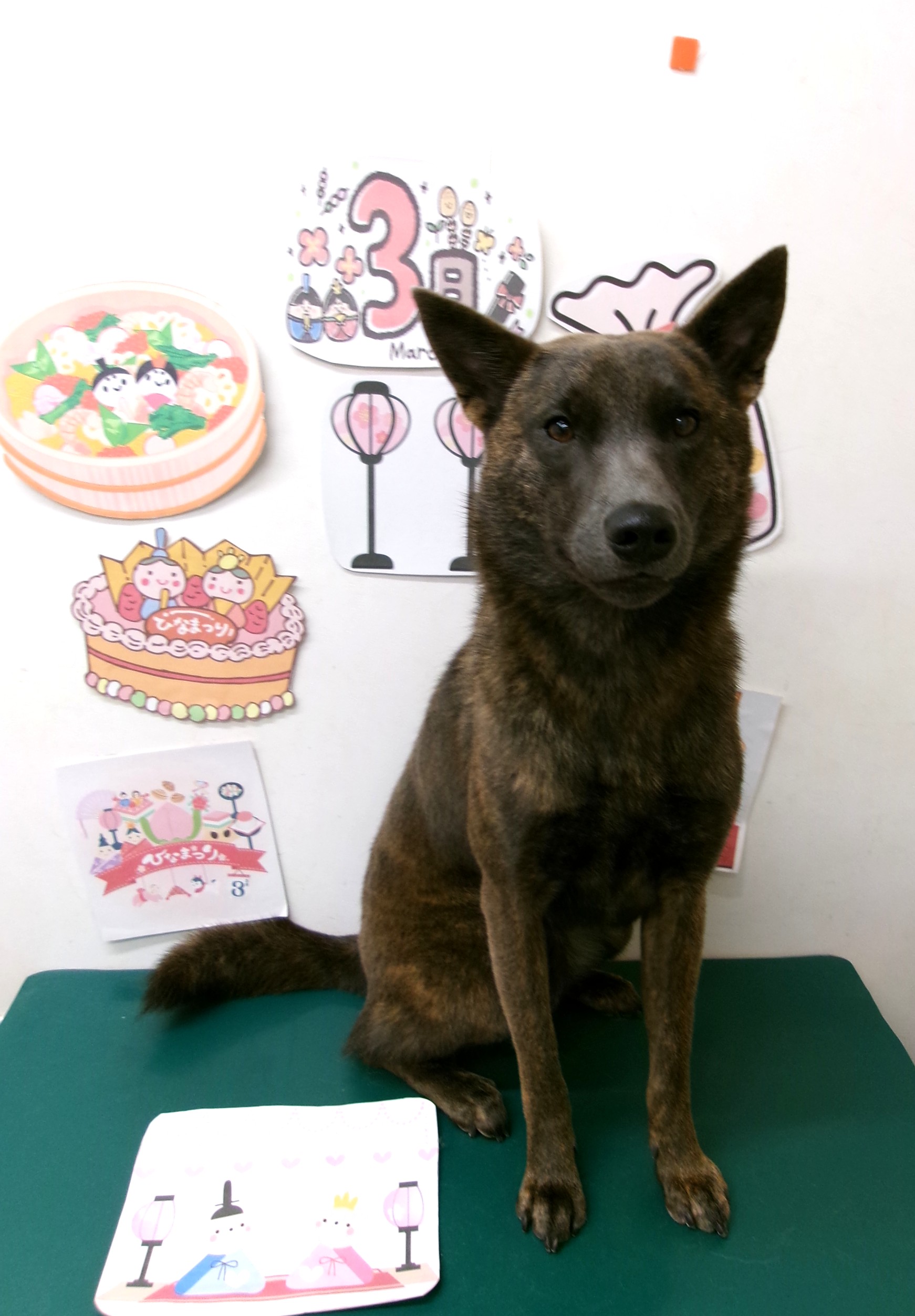 トリミングサロン シュシュどうぶつ病院のトリミングカット-9835の1枚目