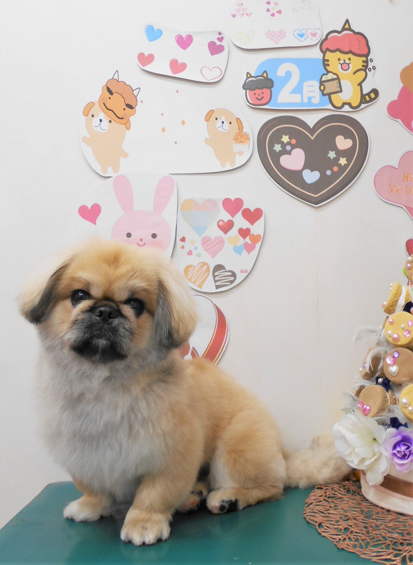 ミックス犬(その他)のトリミングカット シュシュどうぶつ病院の1枚目