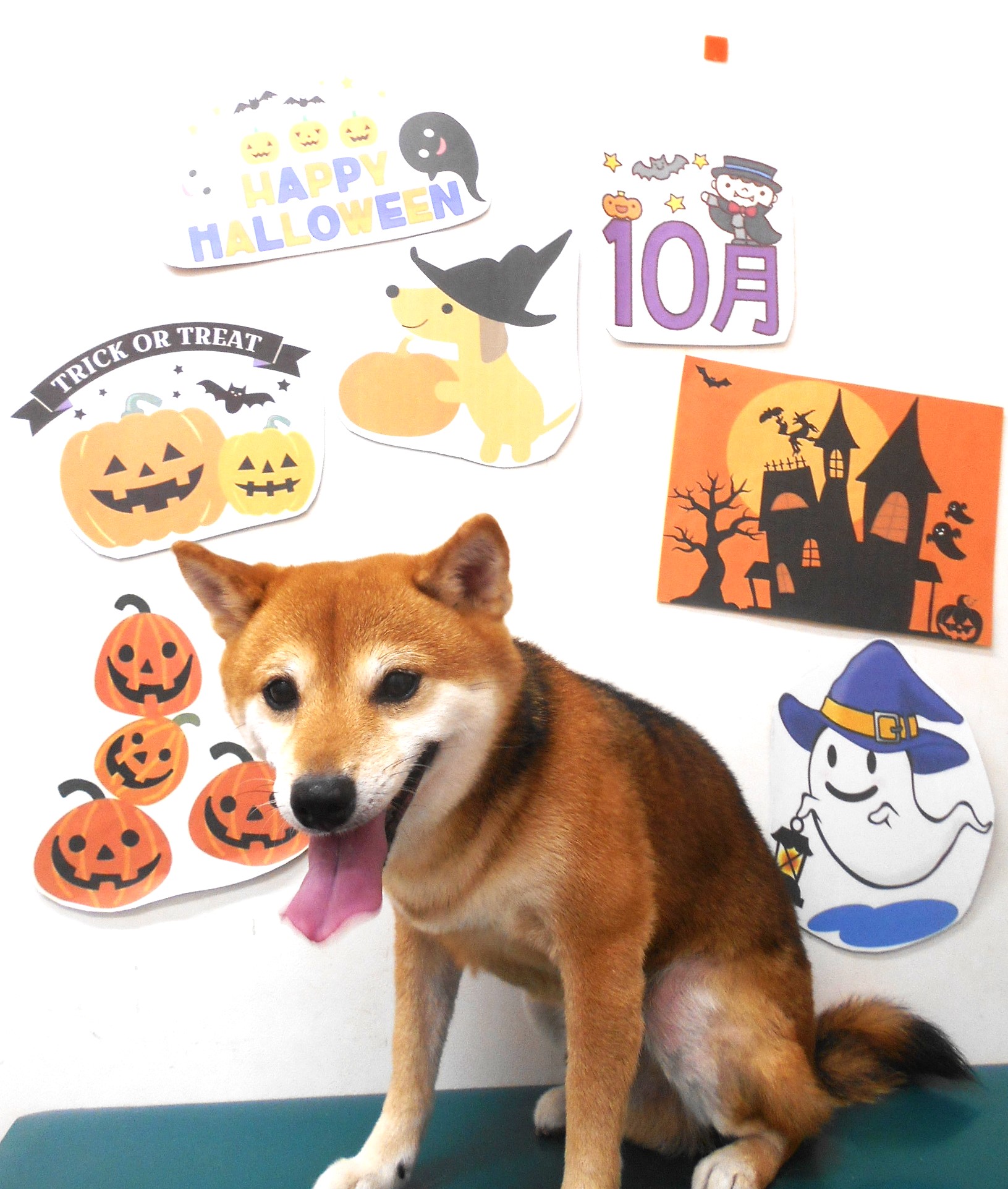 柴犬のトリミングカット シュシュどうぶつ病院の1枚目