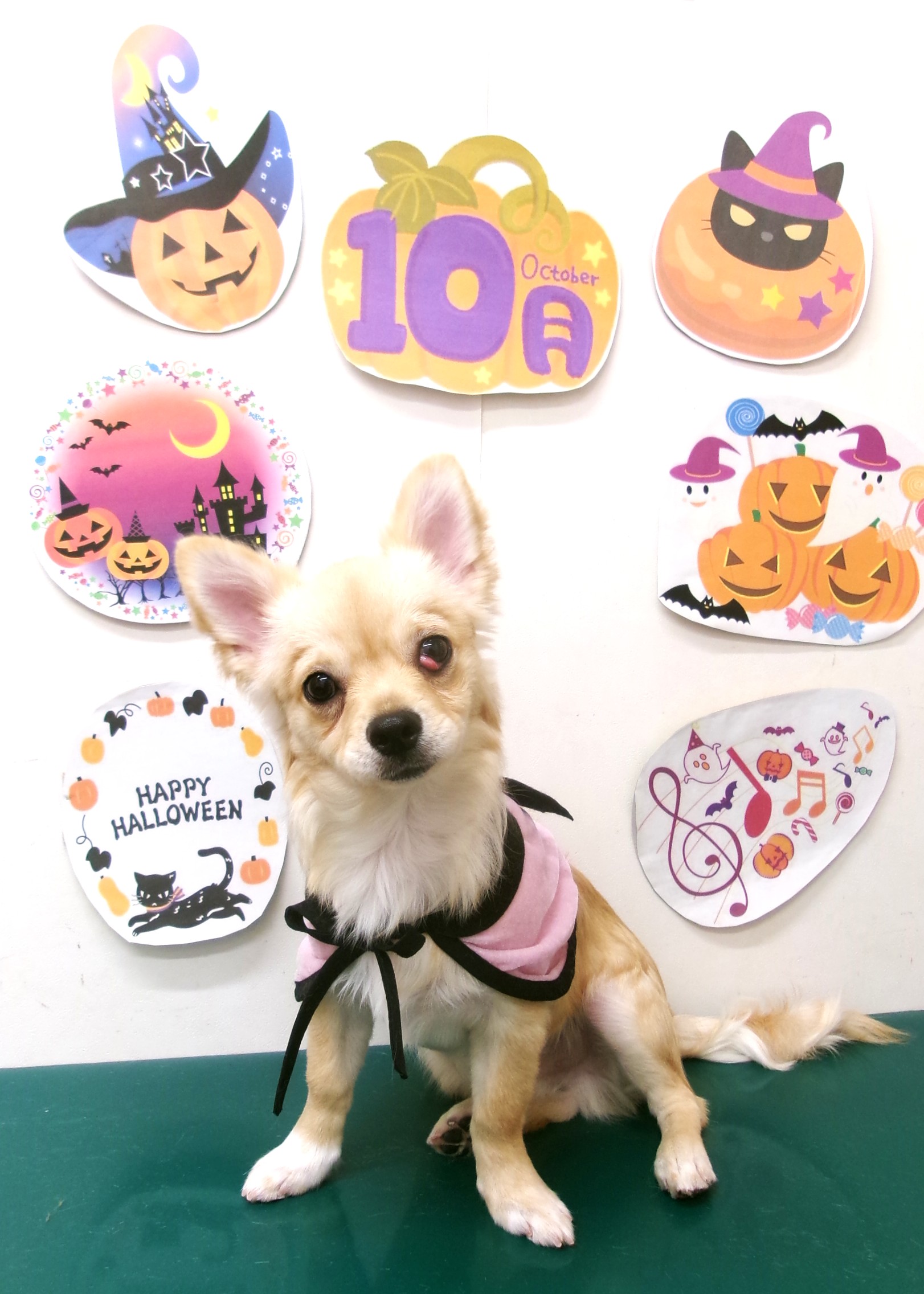 トリミングサロン シュシュどうぶつ病院のトリミングカット-10452の1枚目