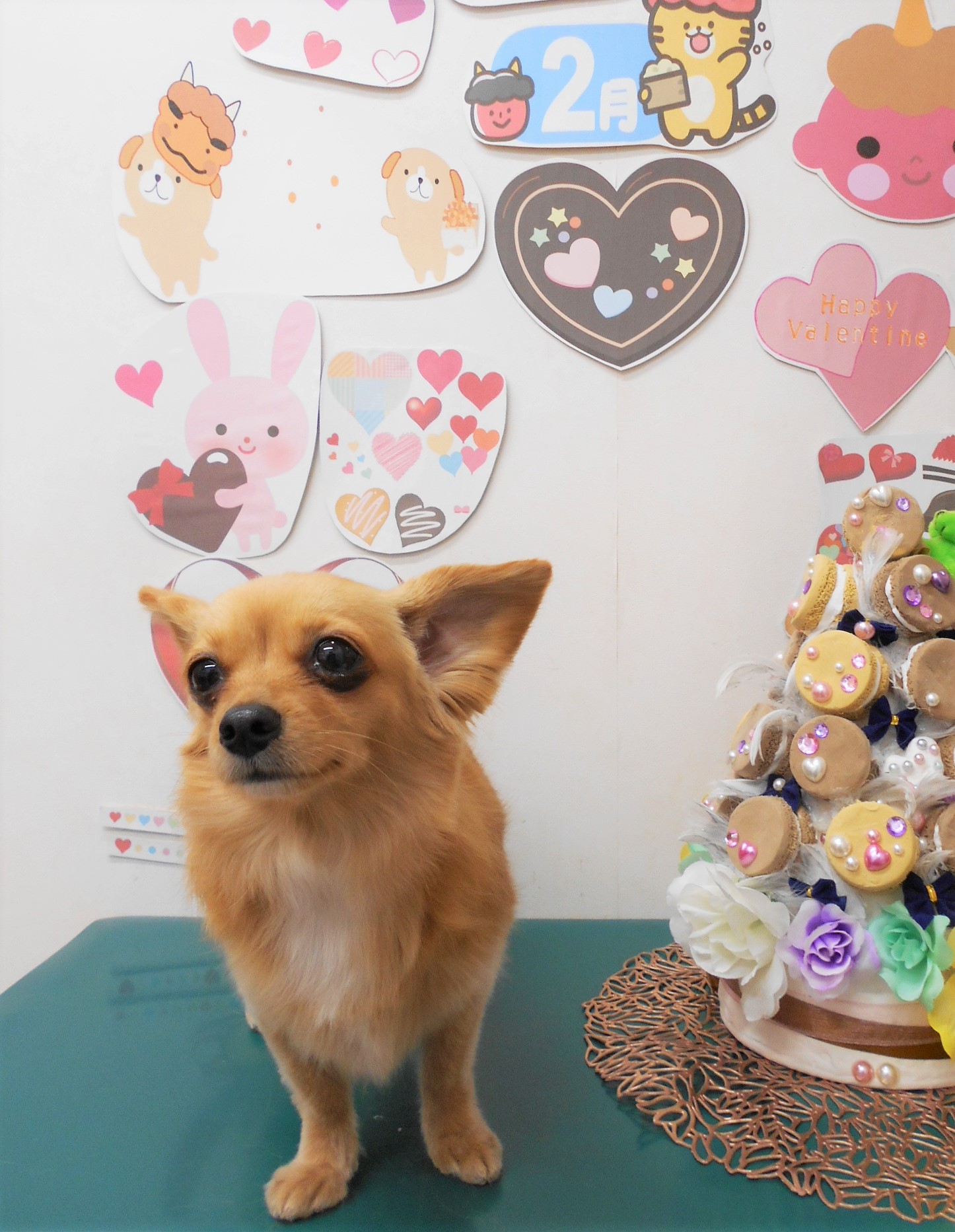 ミックス犬(その他)のトリミングカット シュシュどうぶつ病院の1枚目