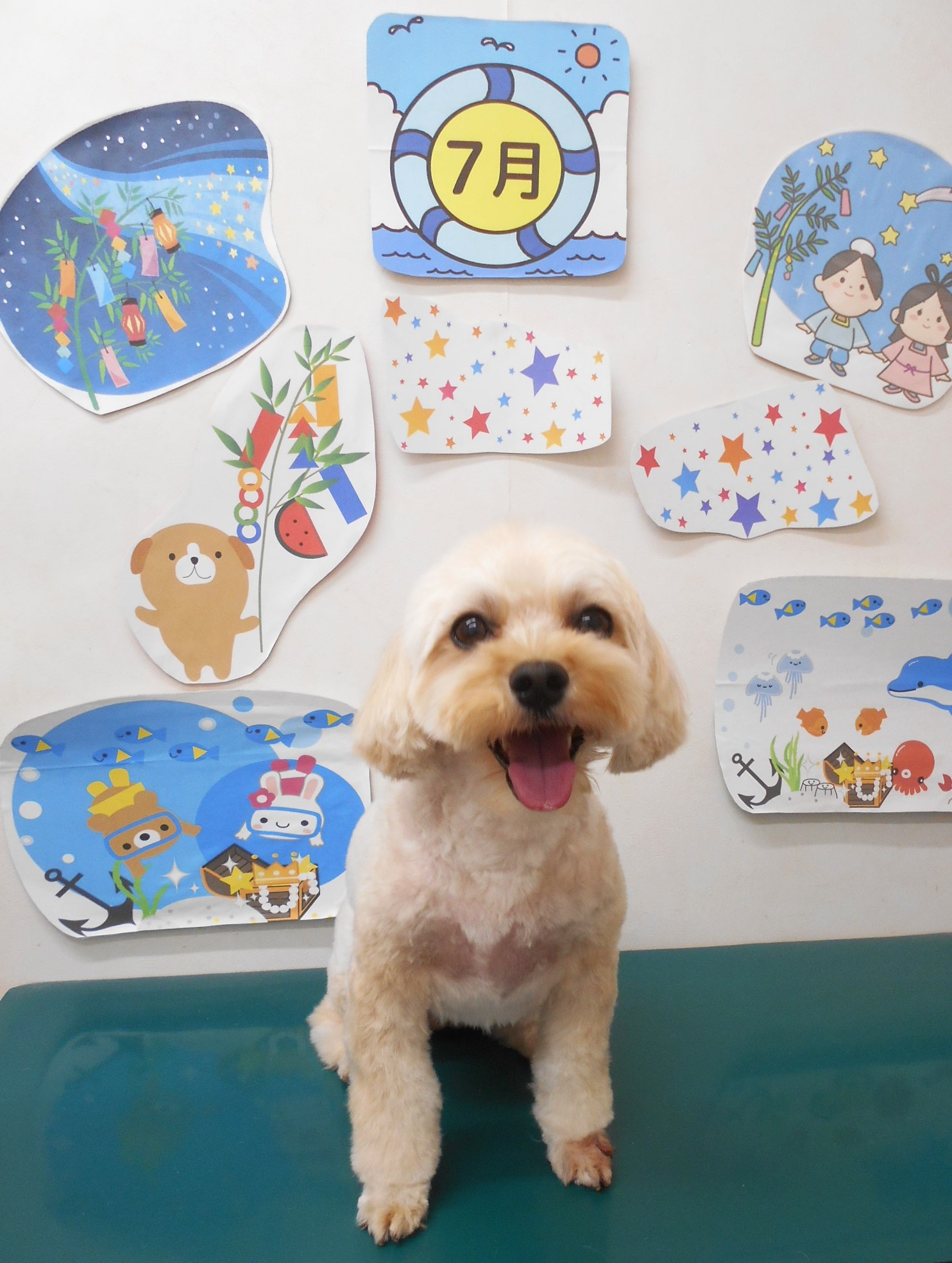 ミックス犬(その他)のトリミングカット シュシュどうぶつ病院の1枚目