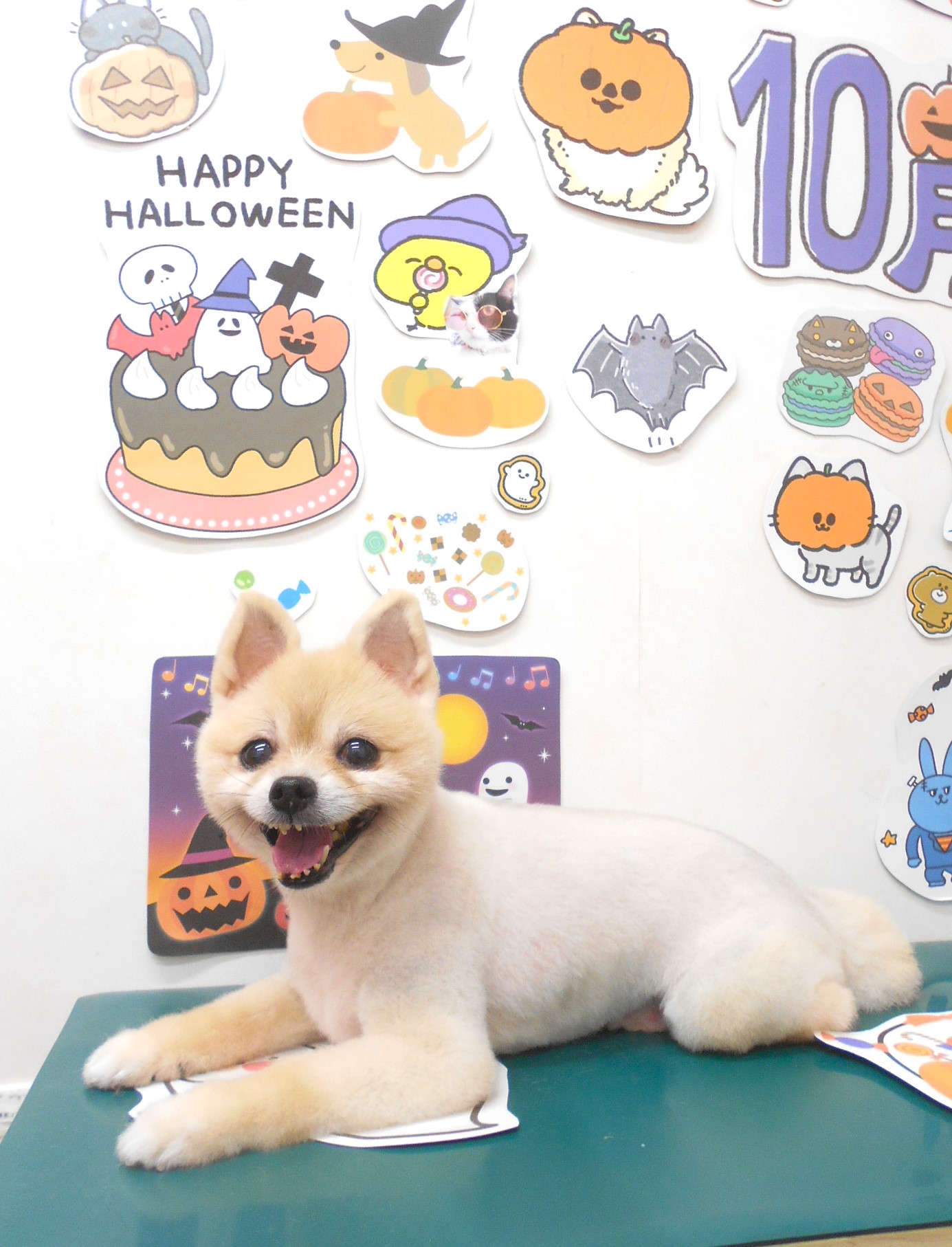 ミックス犬(その他)のトリミングカット シュシュどうぶつ病院の1枚目