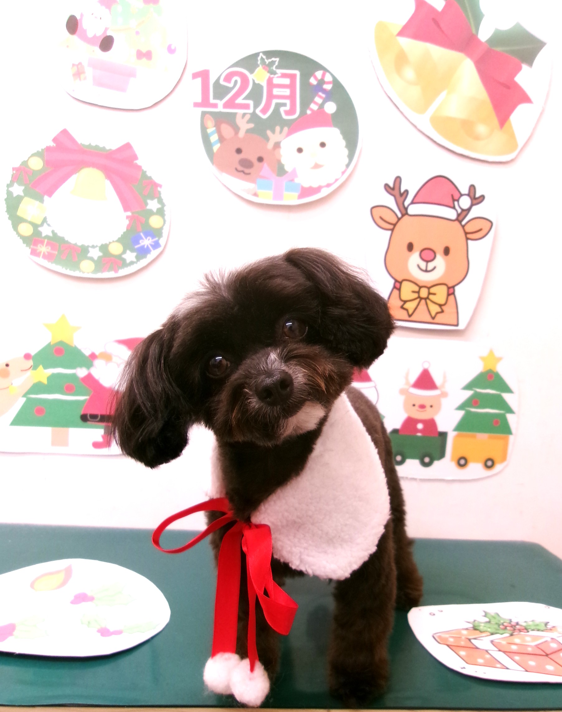 カット例 - シュシュどうぶつ病院