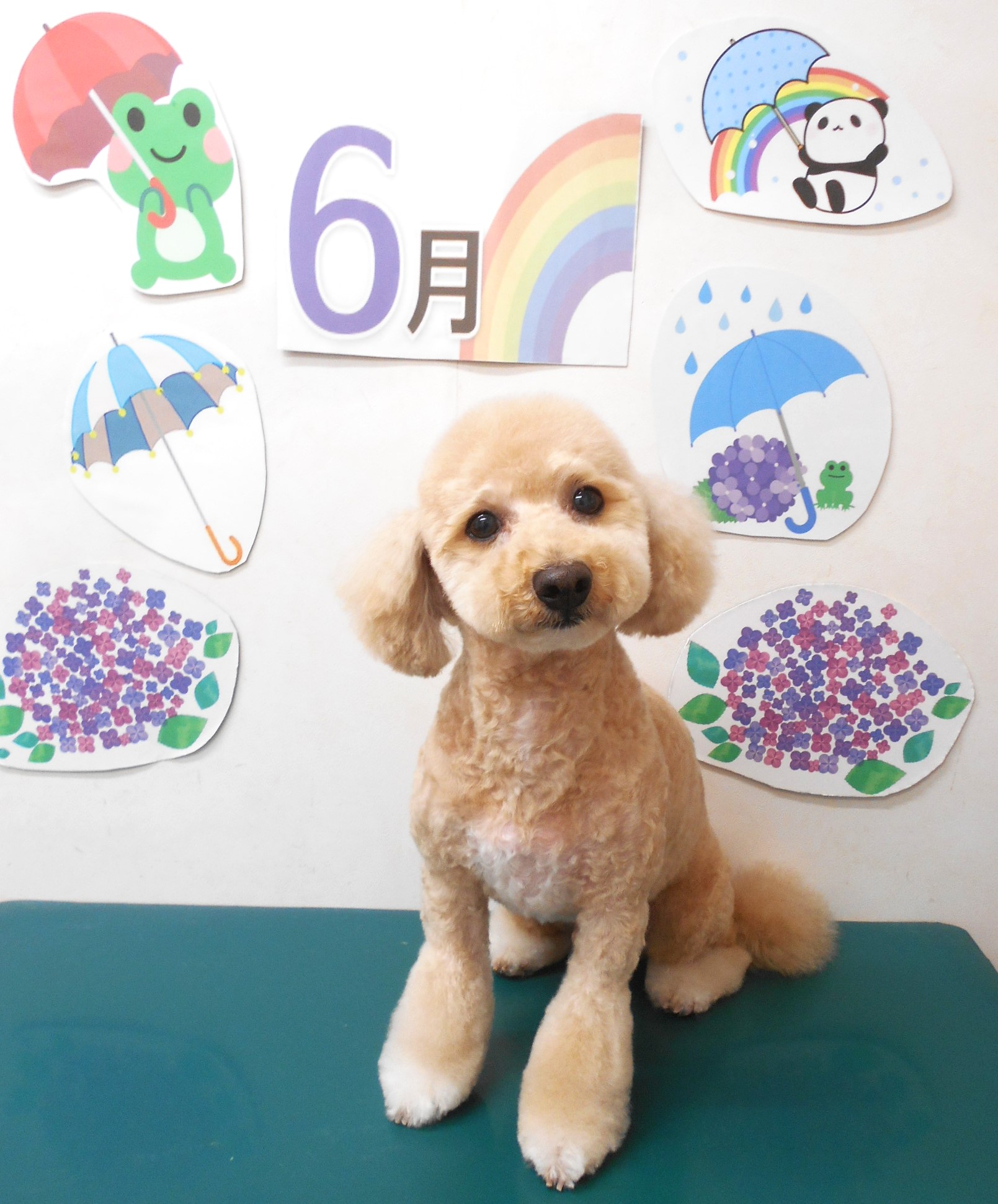 ミックス犬(その他)のトリミングカット シュシュどうぶつ病院の1枚目