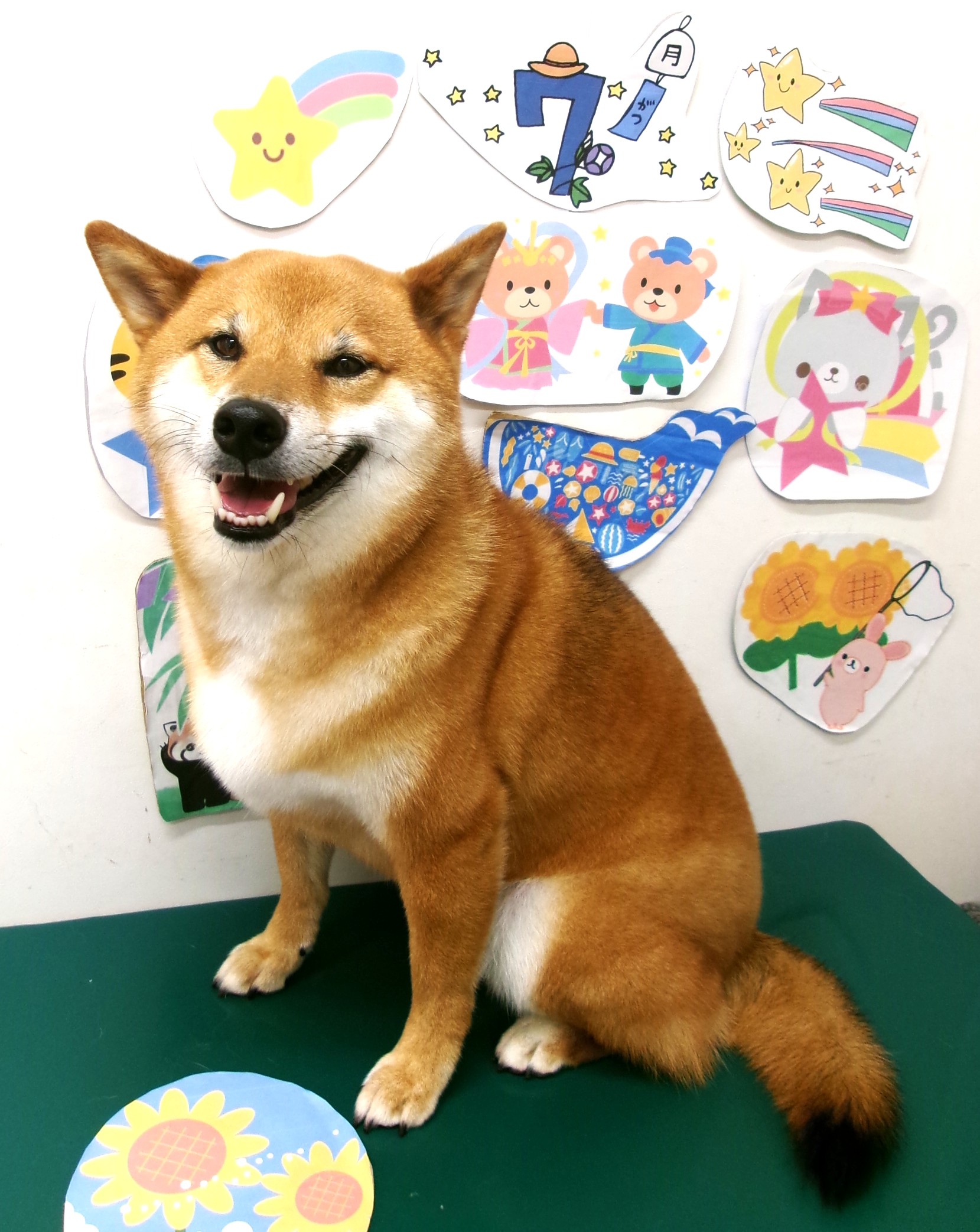 柴犬のトリミングカット シュシュどうぶつ病院の1枚目