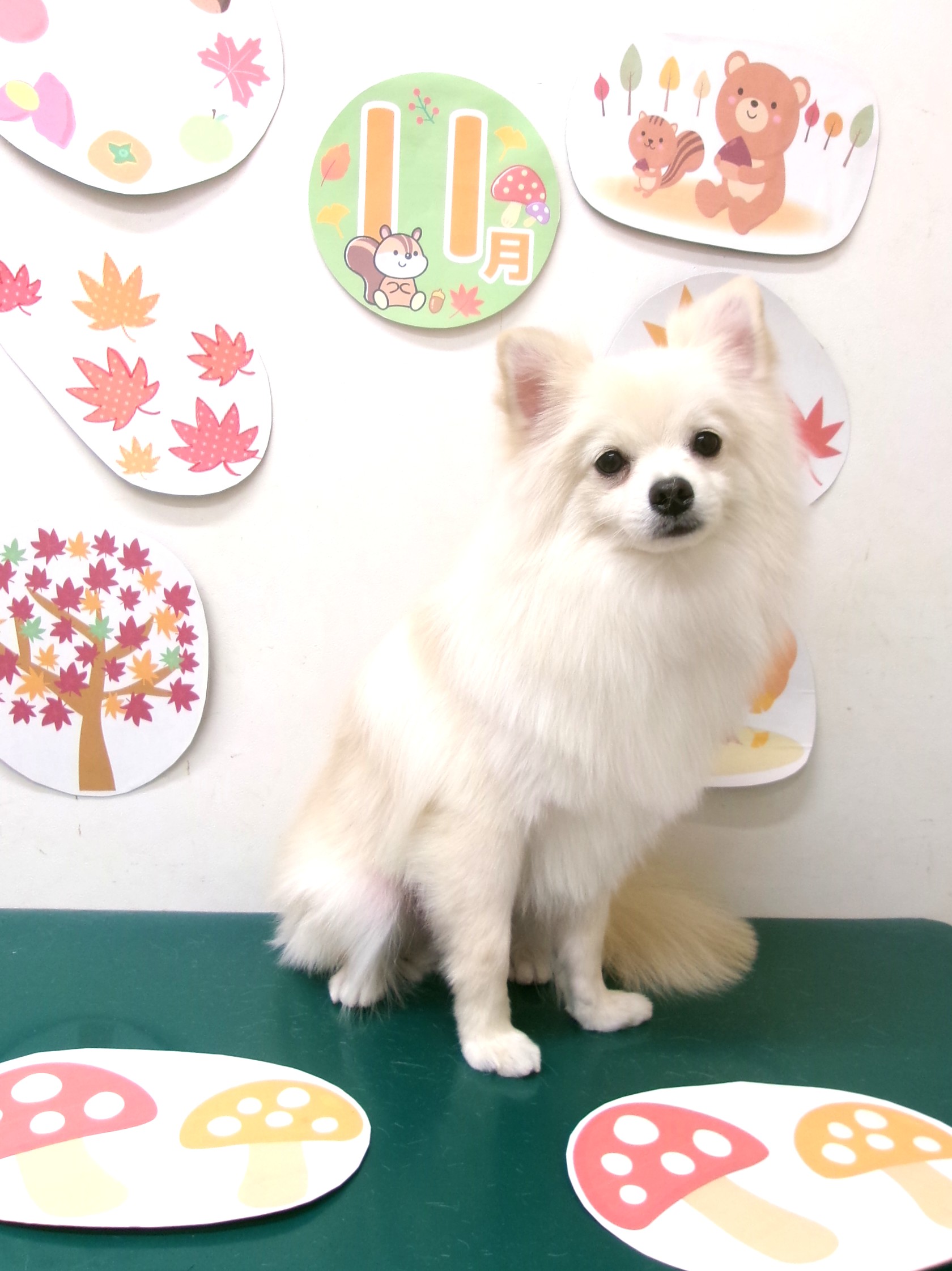 トリミングサロン シュシュどうぶつ病院のトリミングカット-10556の1枚目