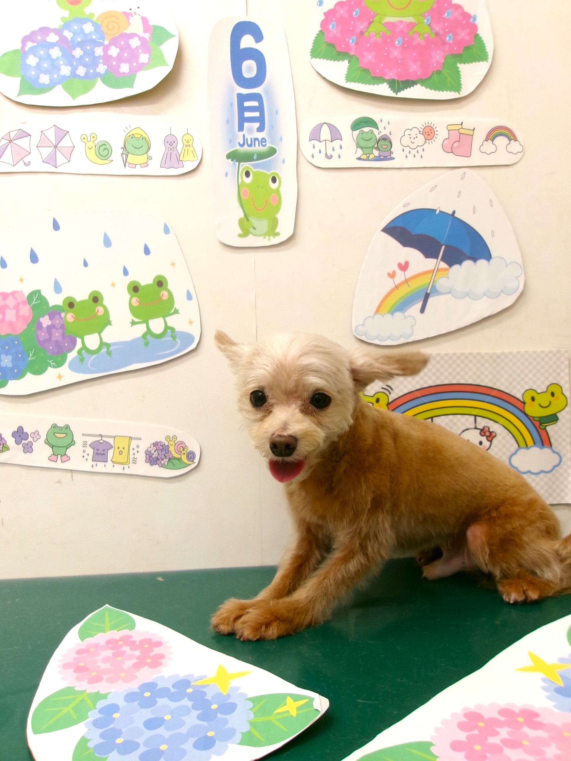 トリミングサロン シュシュどうぶつ病院のトリミングカット-10130の1枚目