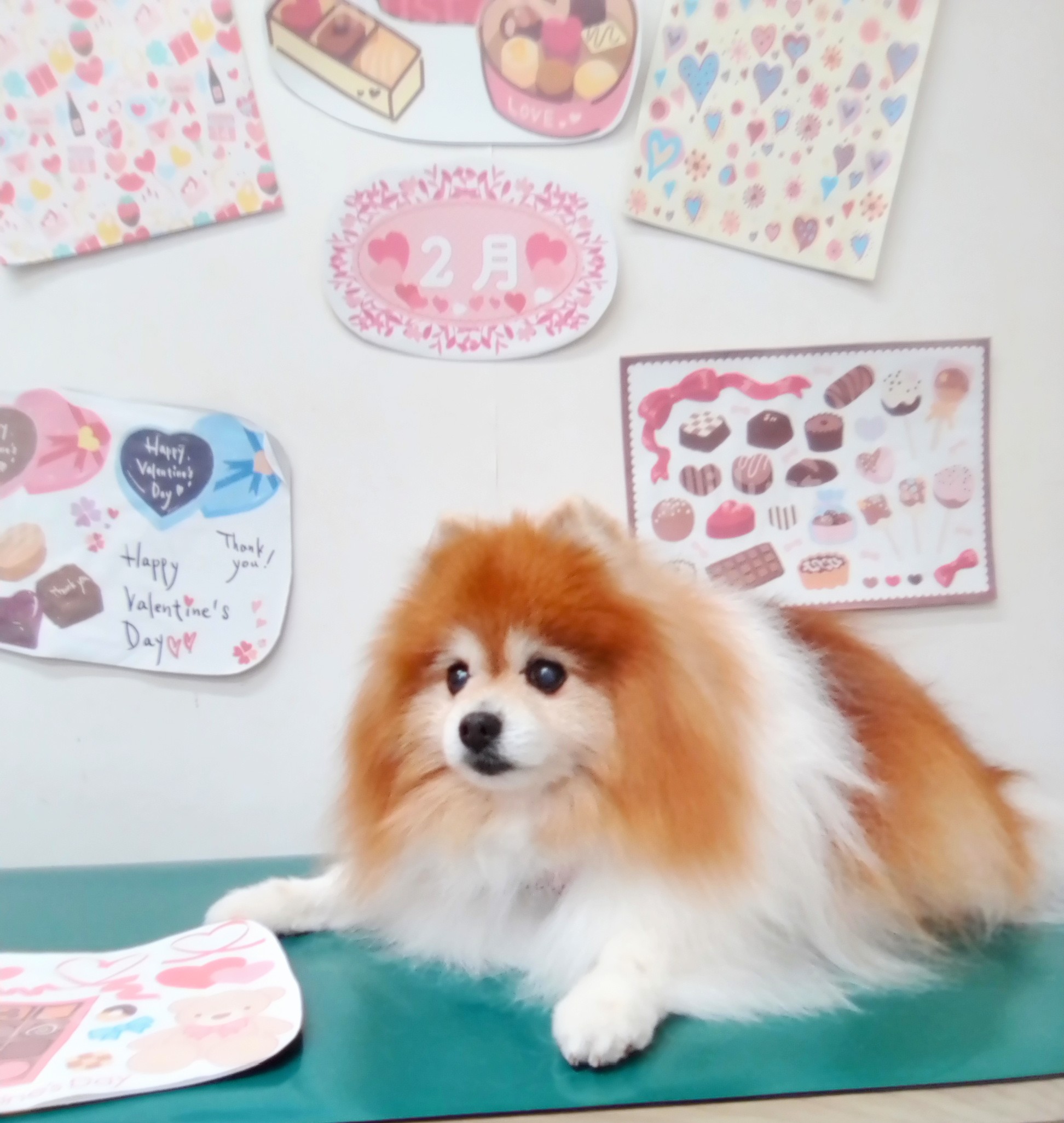 トリミングサロン シュシュどうぶつ病院のトリミングカット-9813の1枚目