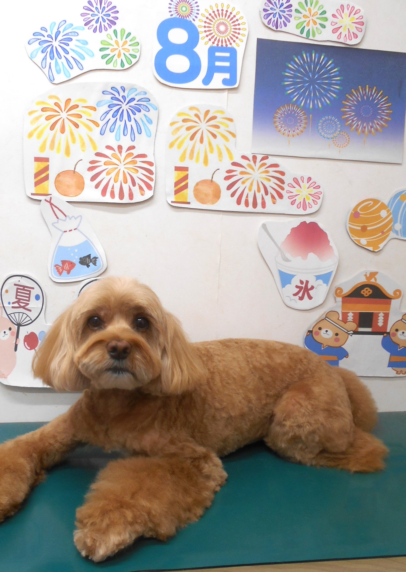 ミックス犬(その他)のトリミングカット シュシュどうぶつ病院の1枚目
