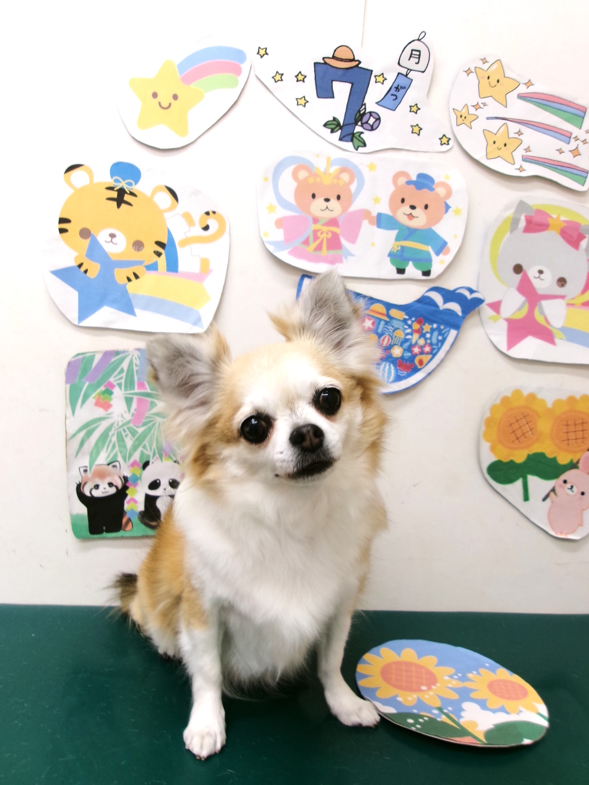 チワワのトリミングカット シュシュどうぶつ病院の1枚目