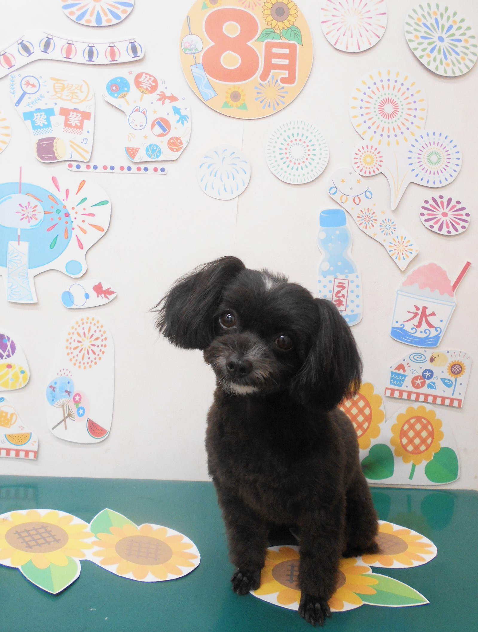 ミックス犬(その他)のトリミングカット シュシュどうぶつ病院の1枚目