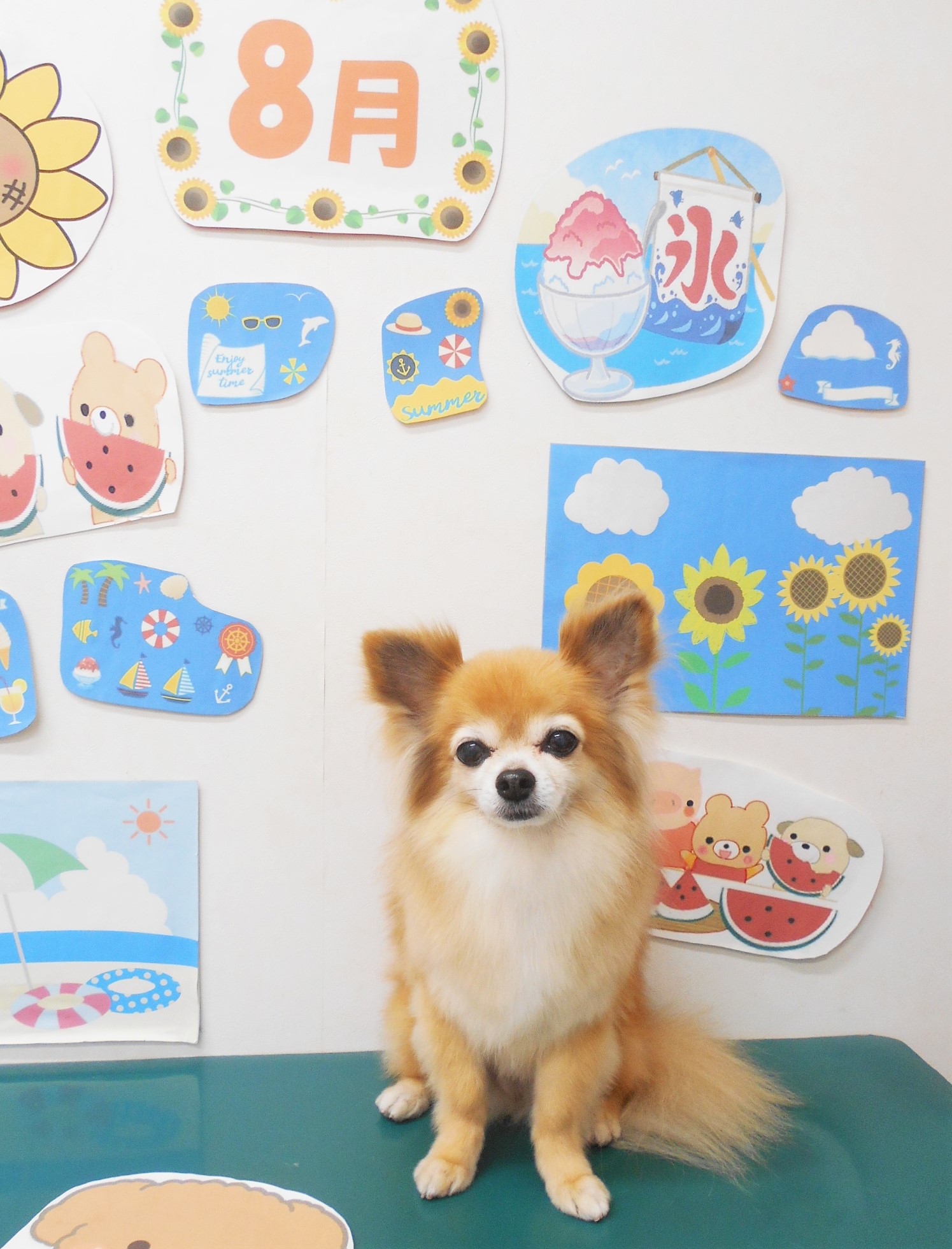 チワワのトリミングカット シュシュどうぶつ病院の1枚目