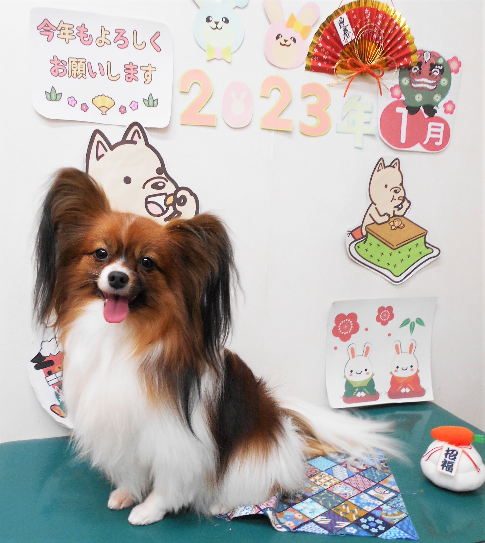 パピヨンのトリミングカット シュシュどうぶつ病院の1枚目