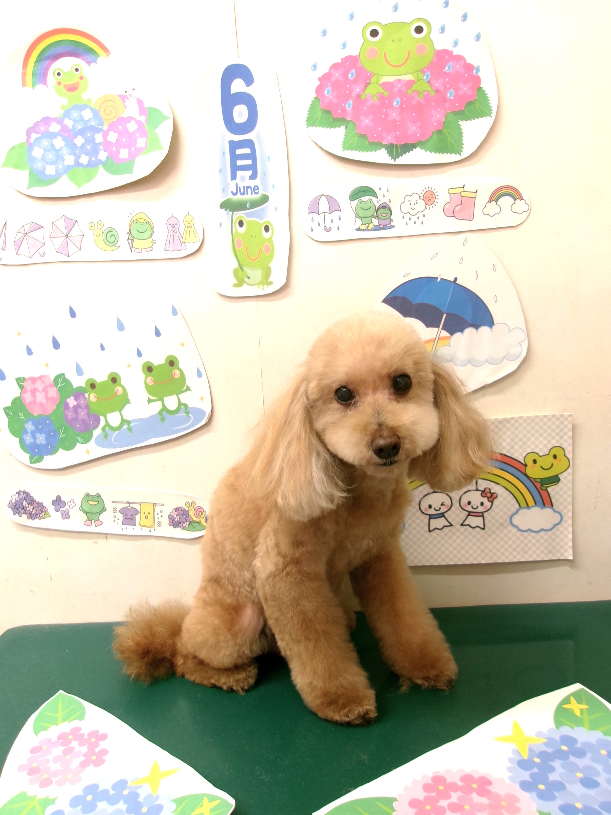 トリミングサロン シュシュどうぶつ病院のトリミングカット-10140の1枚目