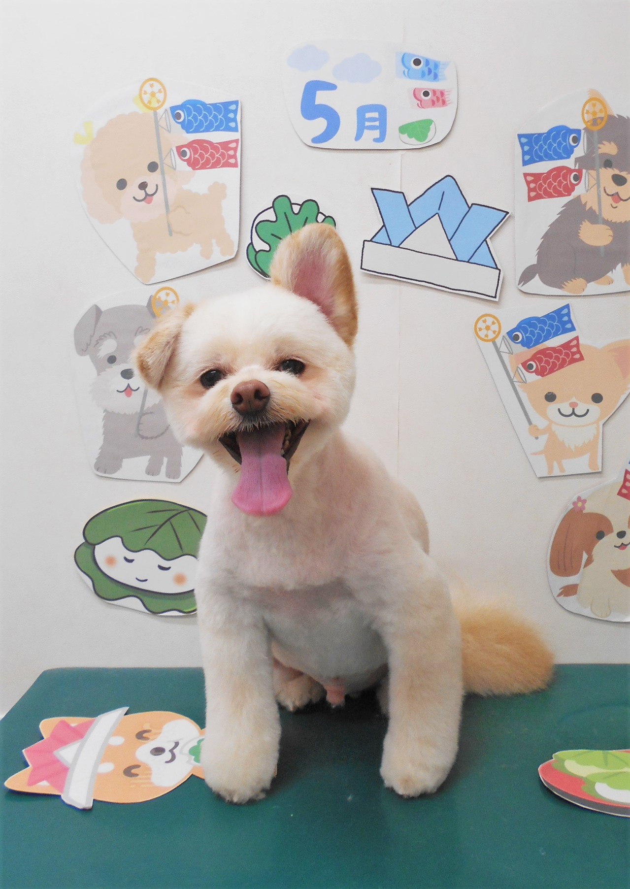 ミックス犬(その他)のトリミングカット シュシュどうぶつ病院の1枚目