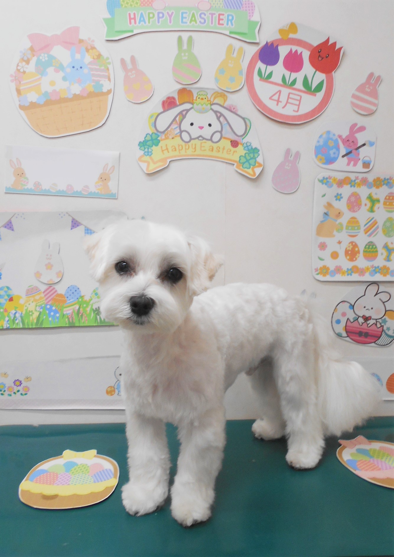 マルチーズのトリミングカット シュシュどうぶつ病院の1枚目