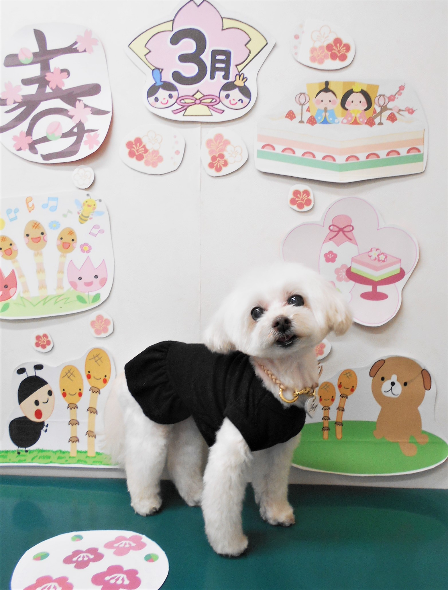 ミックス犬(その他)のトリミングカット シュシュどうぶつ病院の1枚目