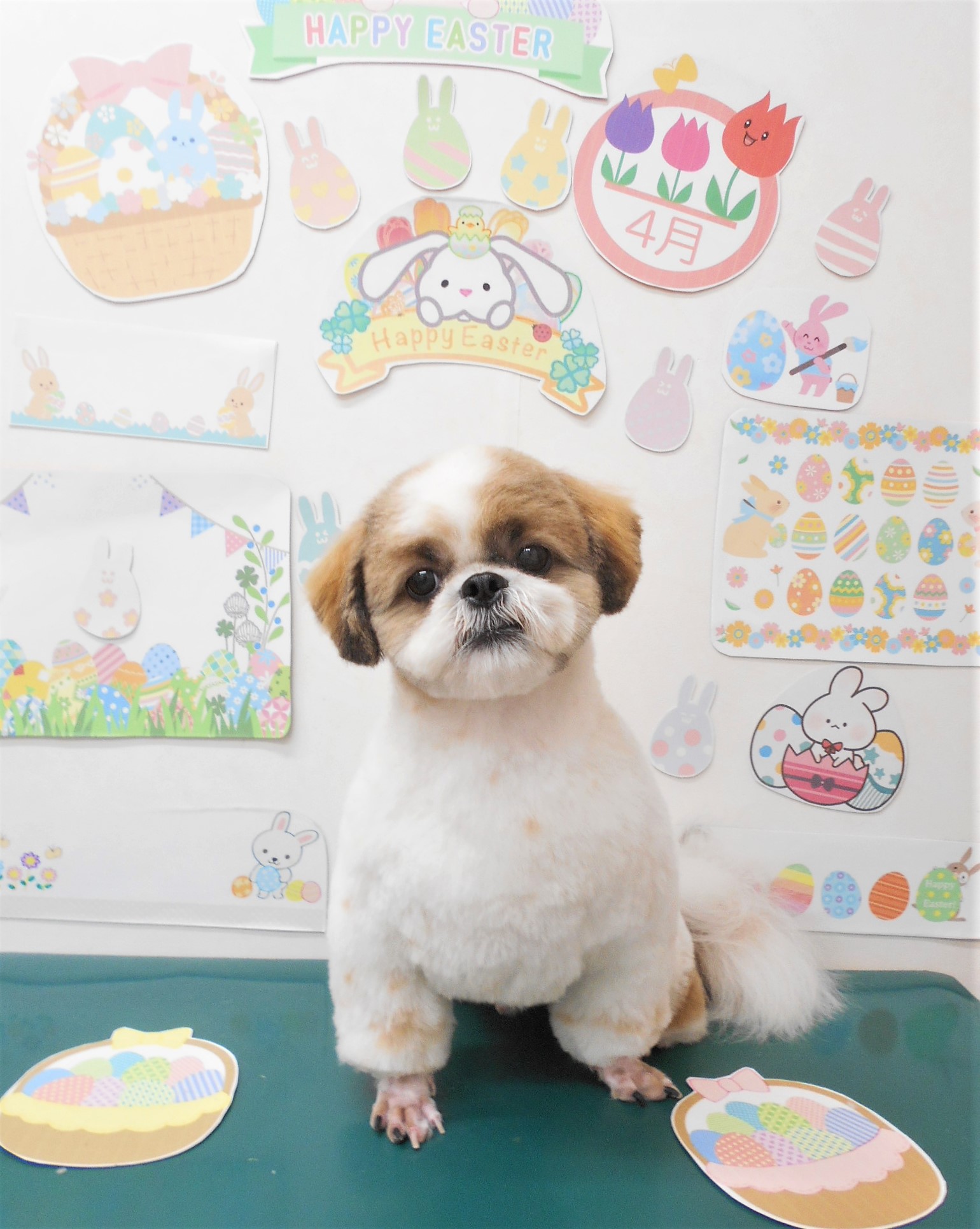 シーズーのトリミングカット シュシュどうぶつ病院の1枚目