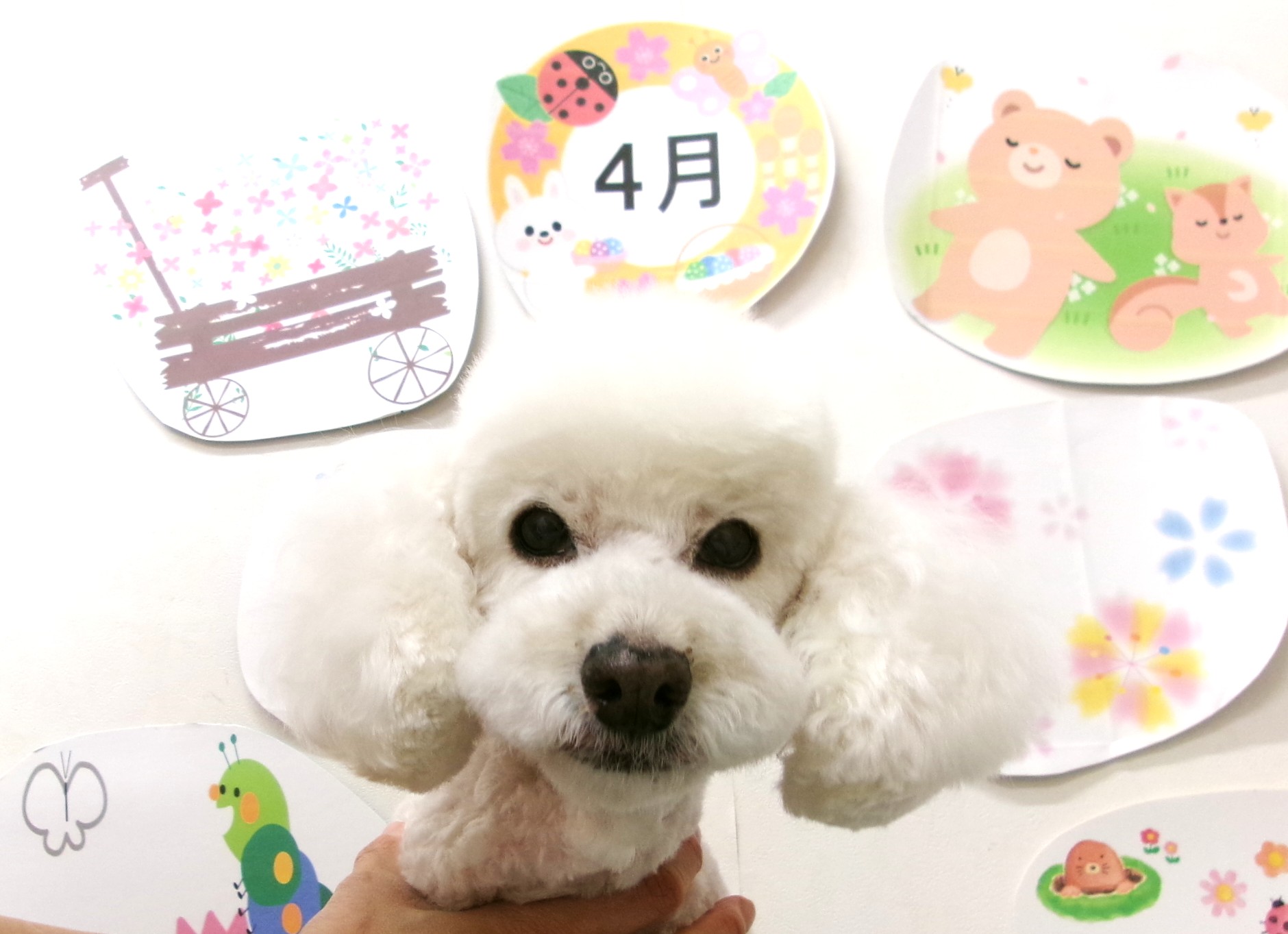 トリミングサロン シュシュどうぶつ病院のトリミングカット-9952の1枚目