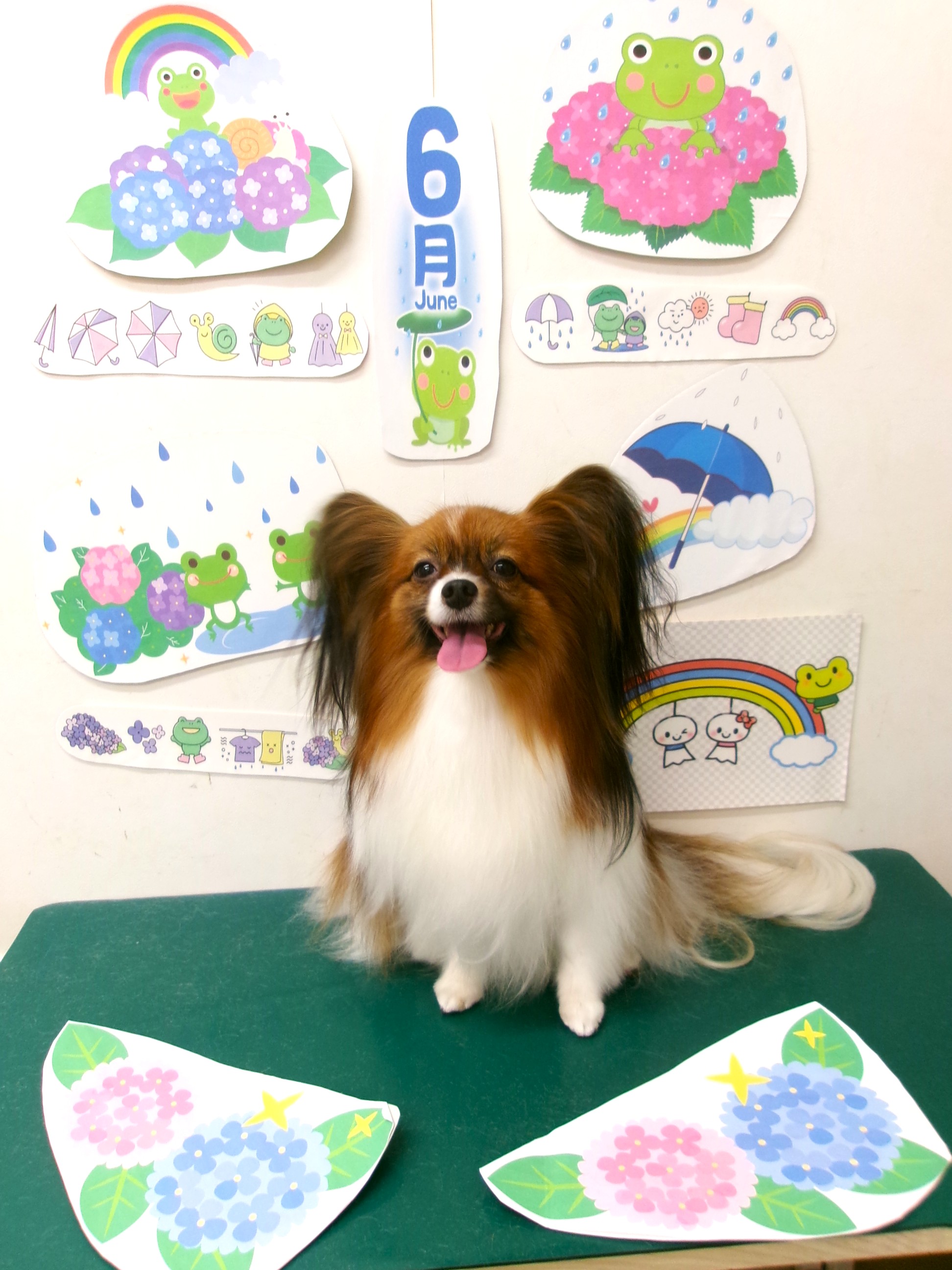 トリミングサロン シュシュどうぶつ病院のトリミングカット-10107の1枚目