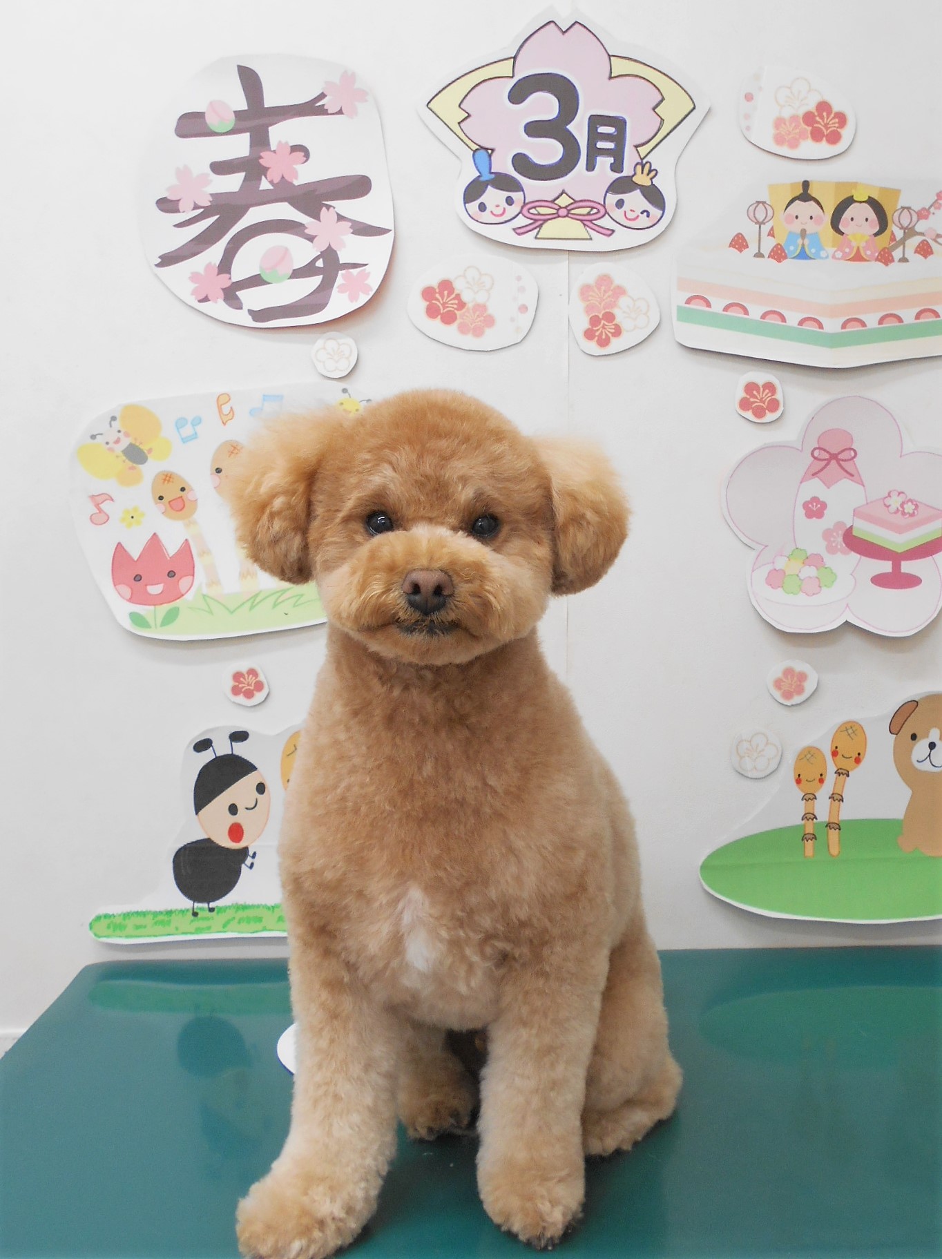 トイプードルのトリミングカット シュシュどうぶつ病院の1枚目