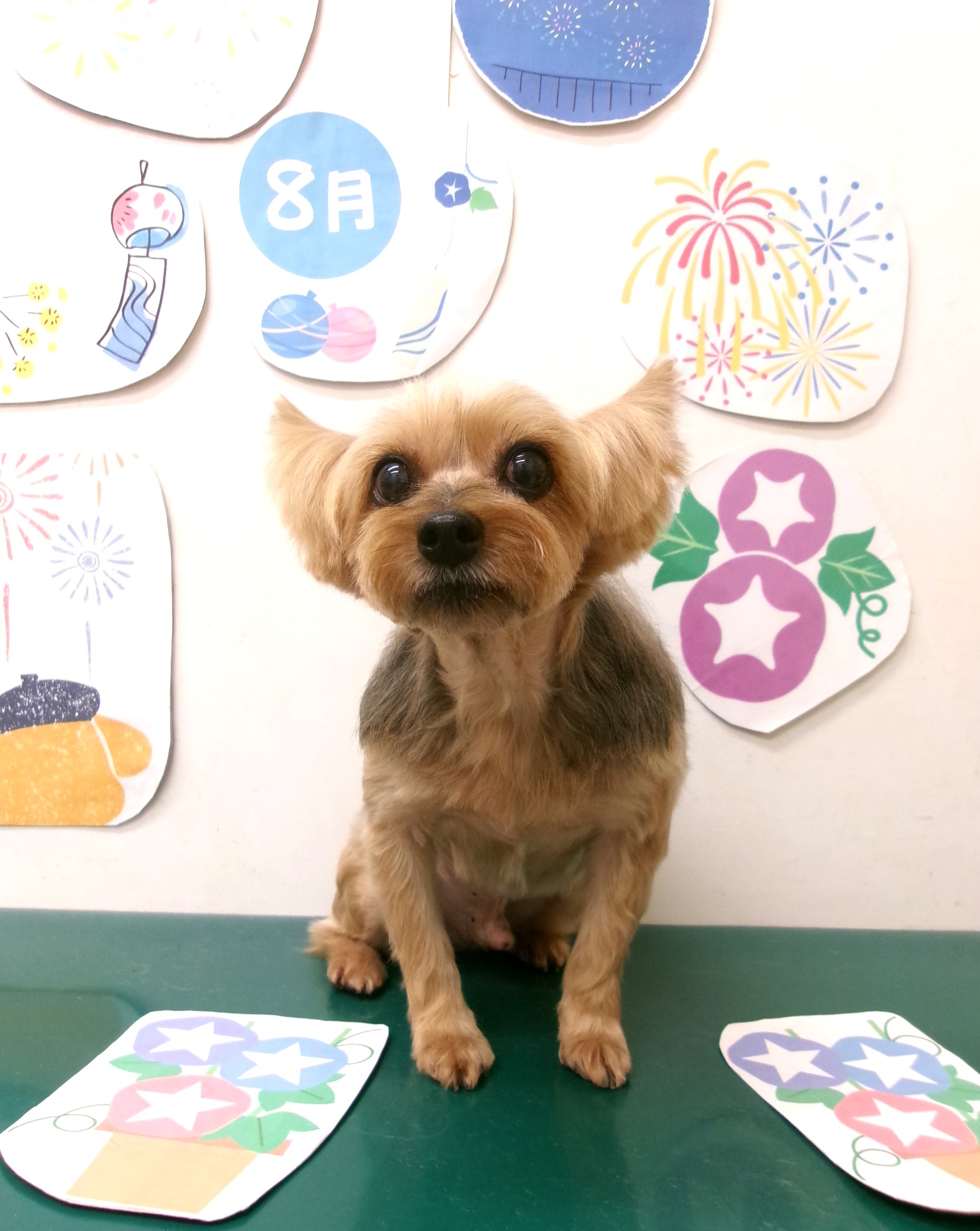 トリミングサロン シュシュどうぶつ病院のトリミングカット-10331の1枚目