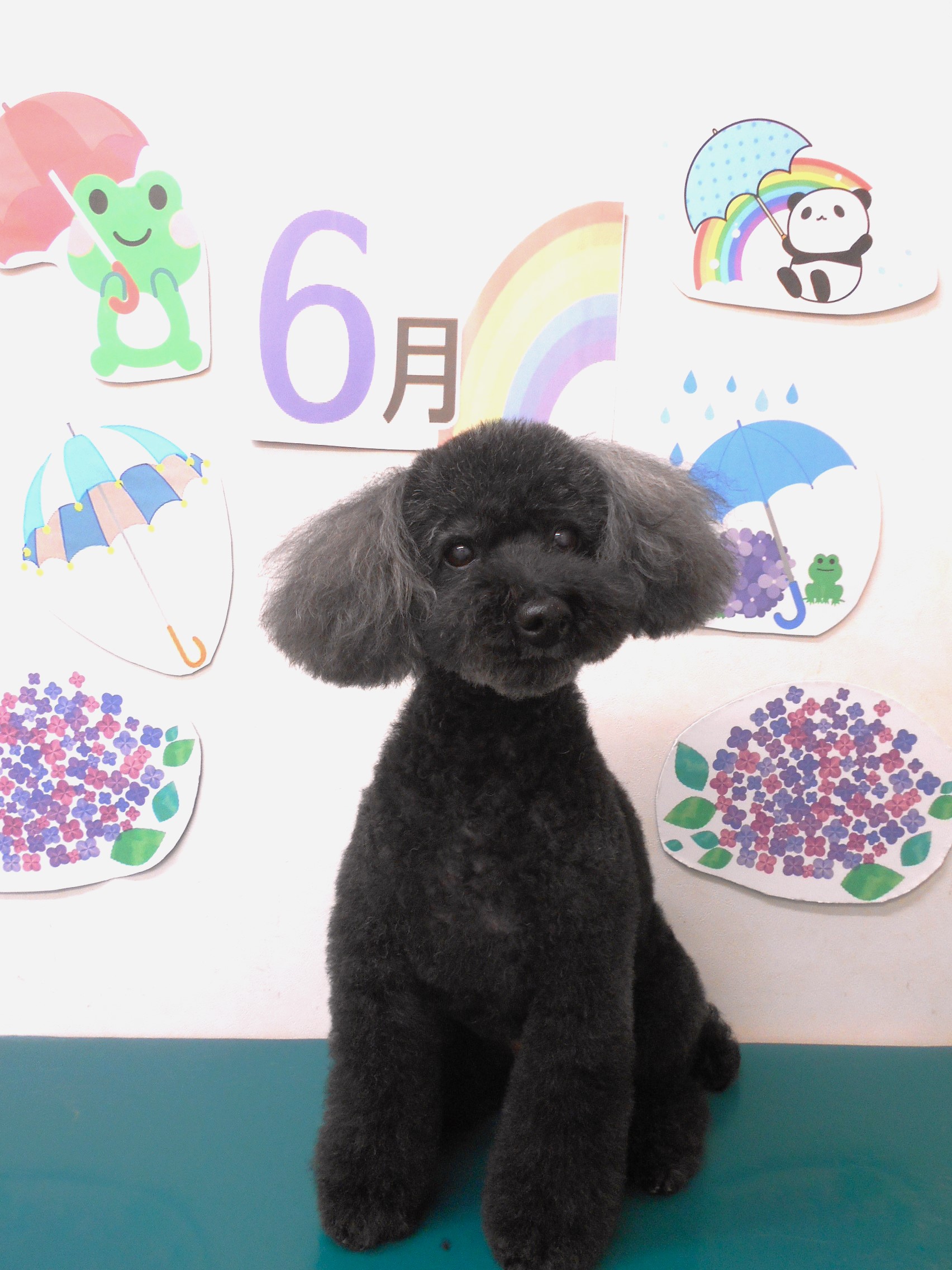 トイプードルのトリミングカット シュシュどうぶつ病院の1枚目