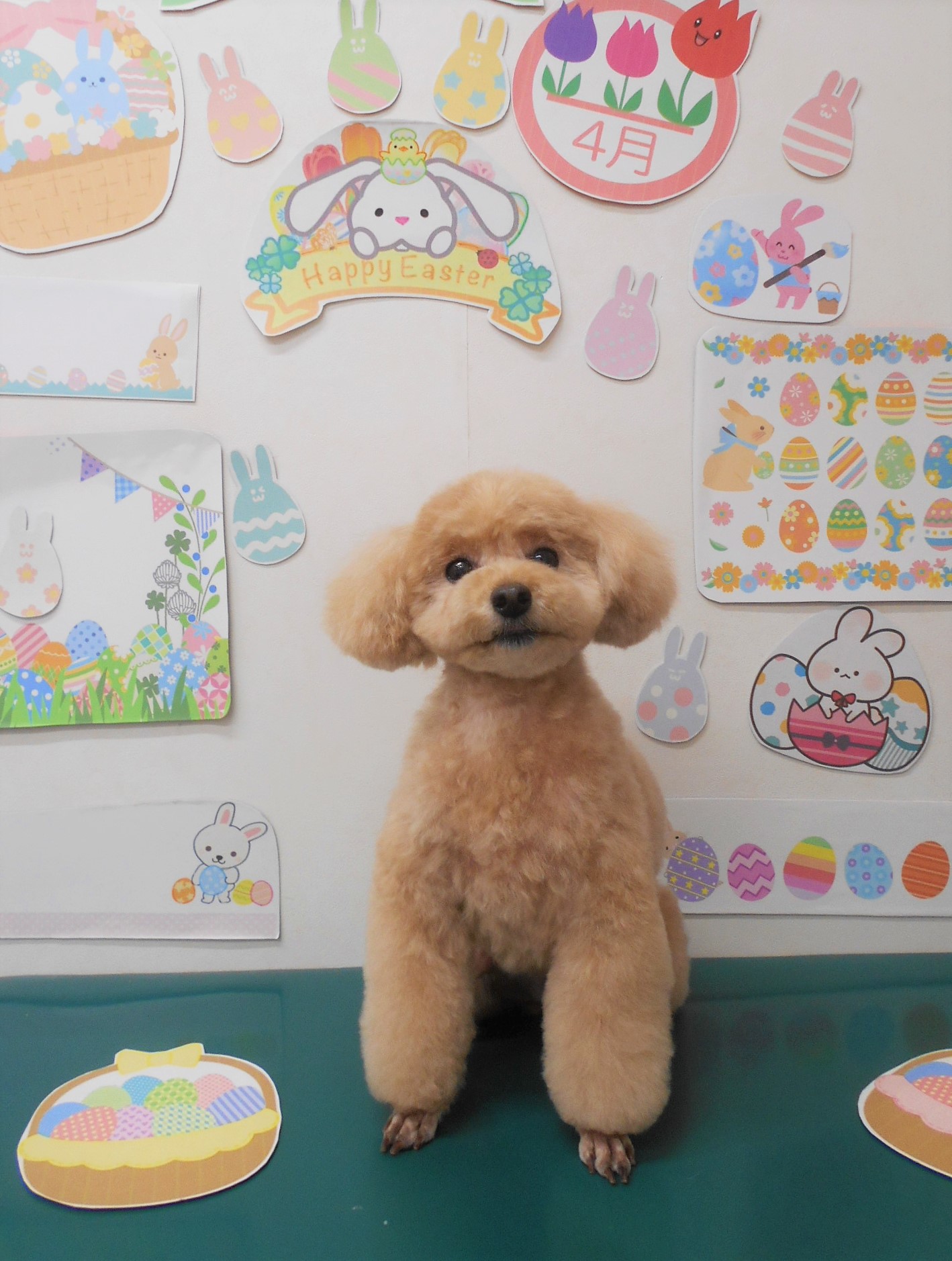 トイプードルのトリミングカット シュシュどうぶつ病院の1枚目