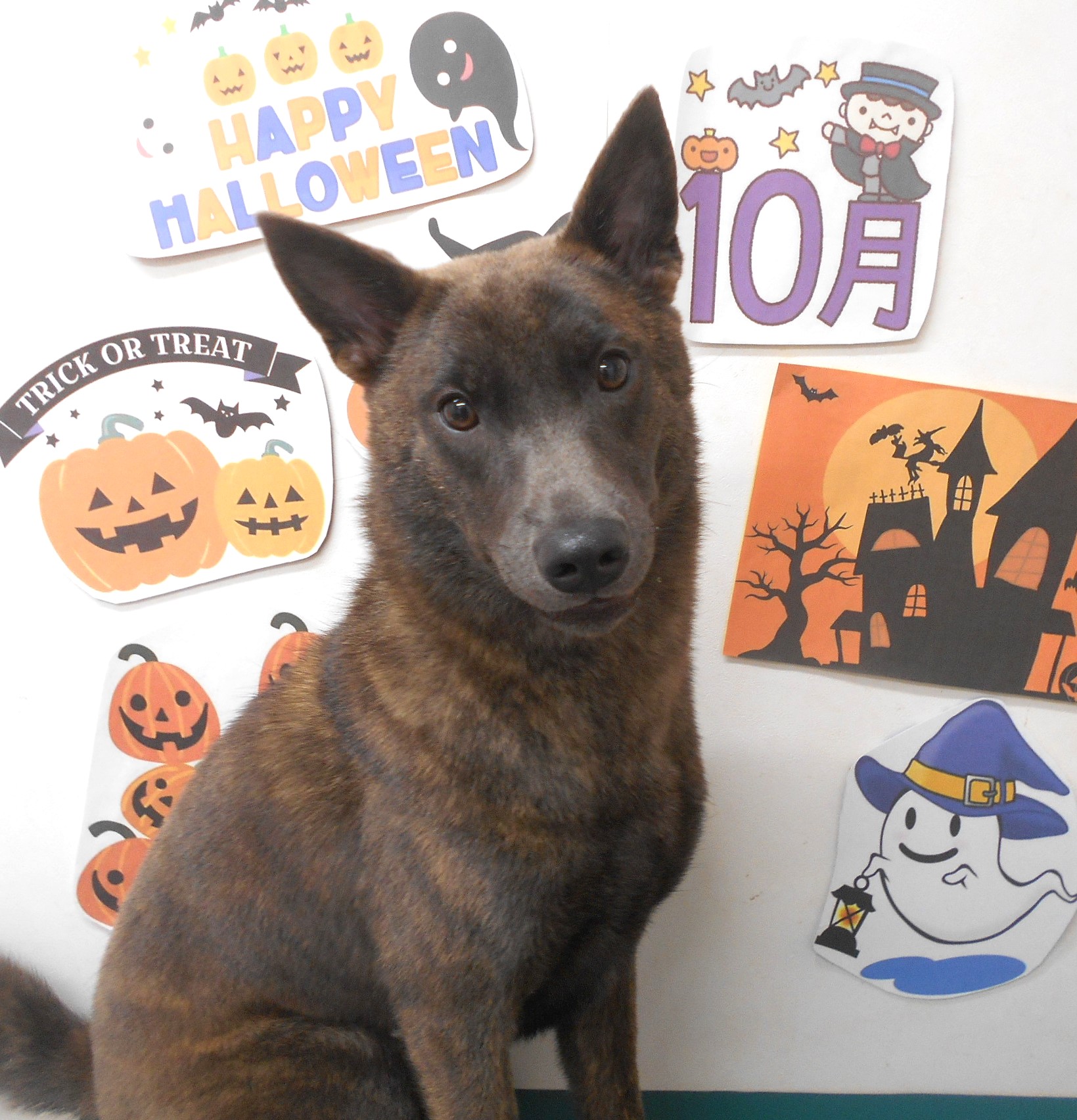 甲斐犬のトリミングカット シュシュどうぶつ病院の1枚目