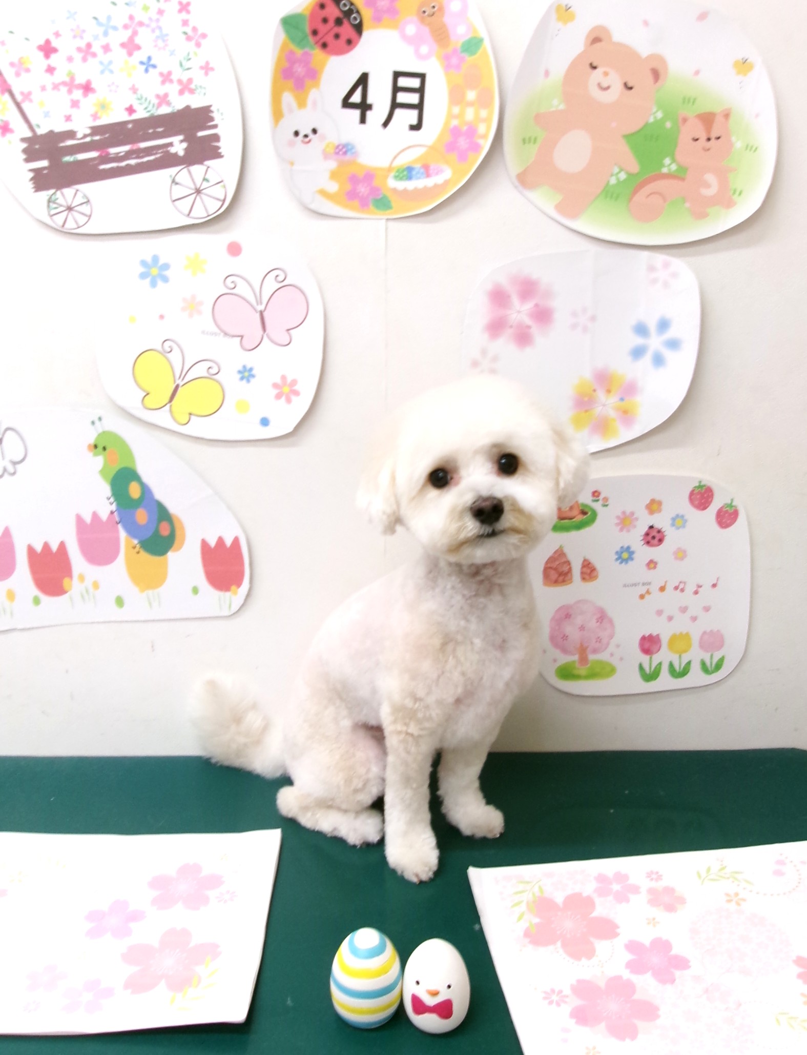トリミングサロン シュシュどうぶつ病院のトリミングカット-9949の1枚目