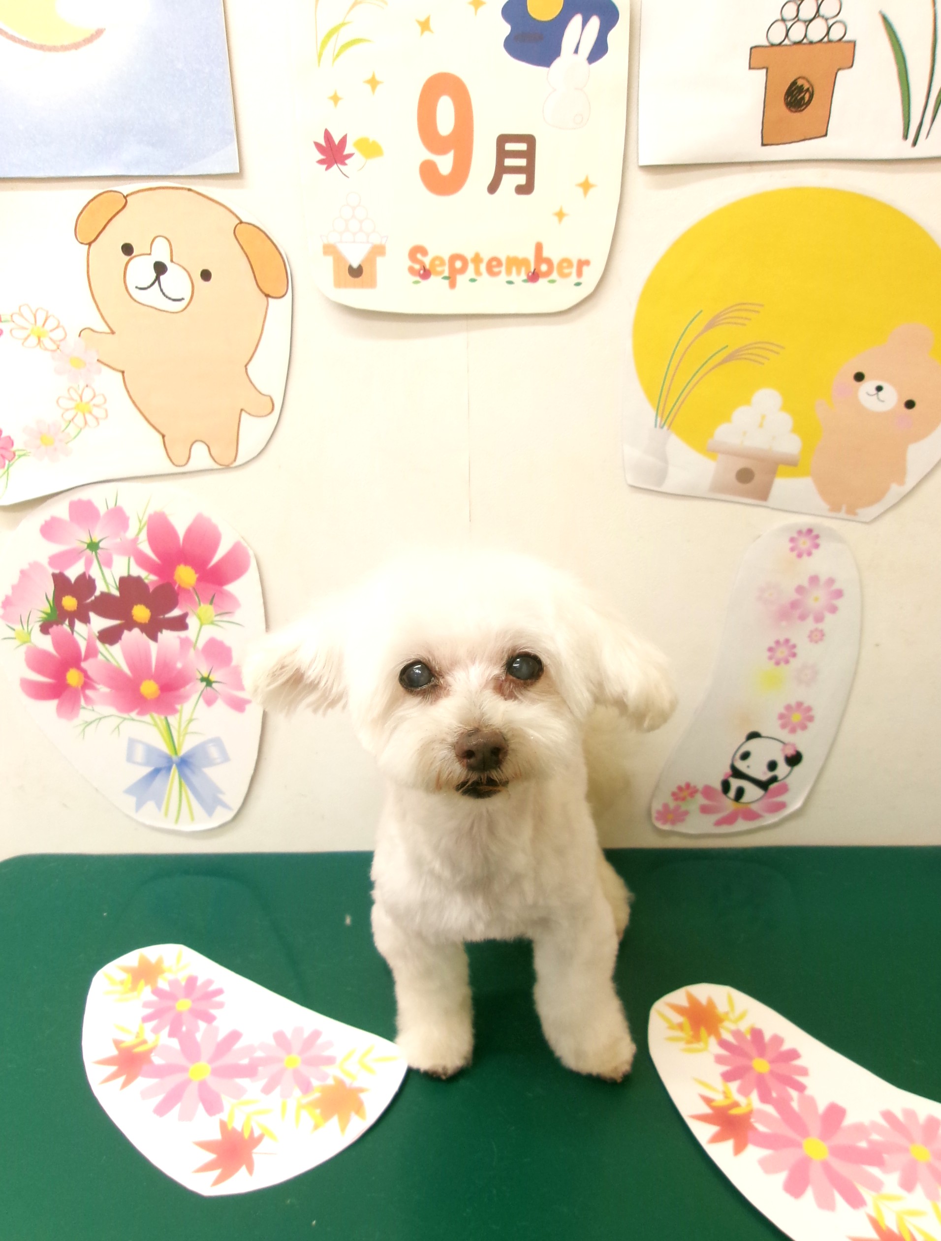 マルプー (マルチーズ×トイプードル)のトリミングカット シュシュどうぶつ病院の1枚目