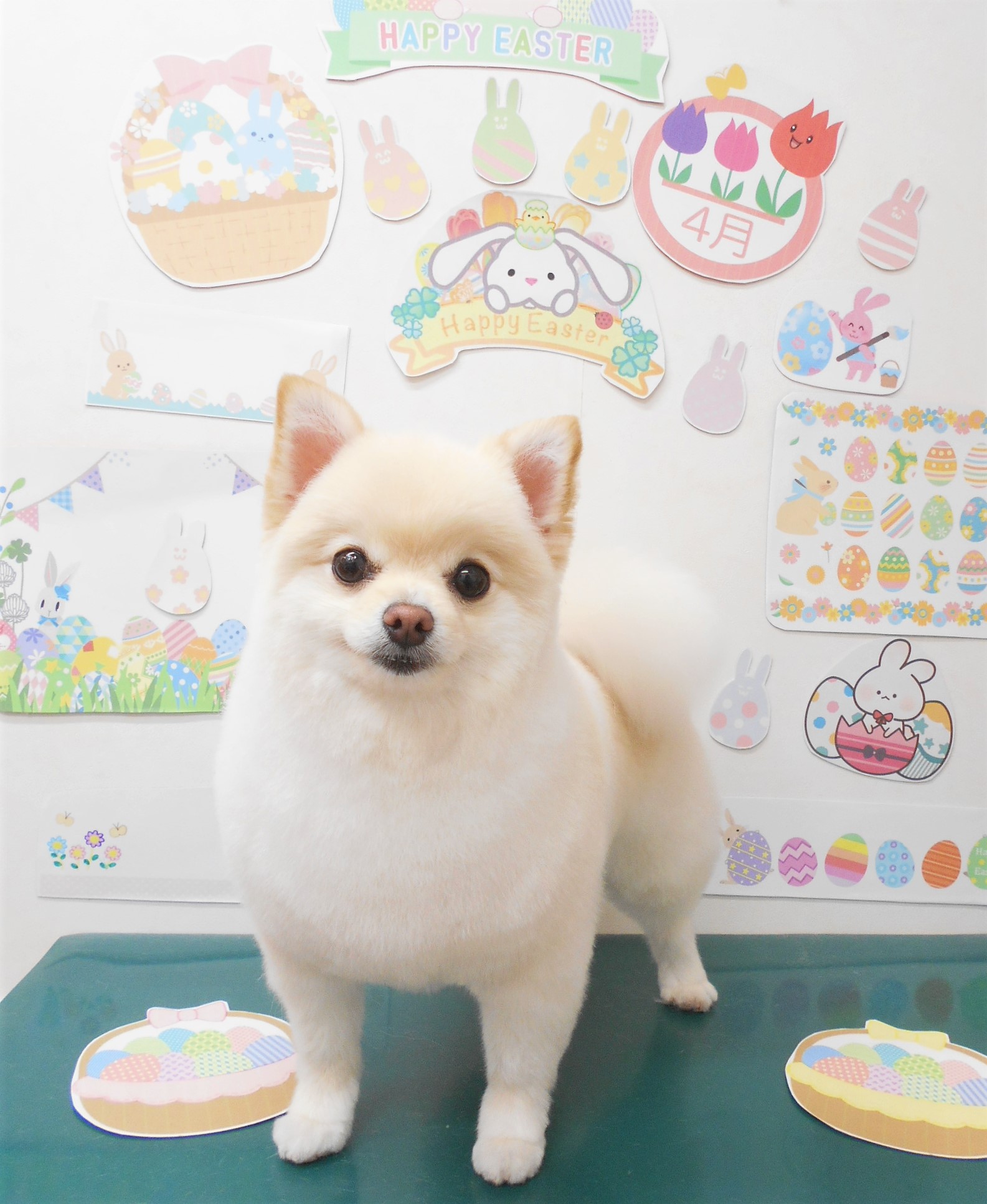 ポメラニアンのトリミングカット シュシュどうぶつ病院の1枚目