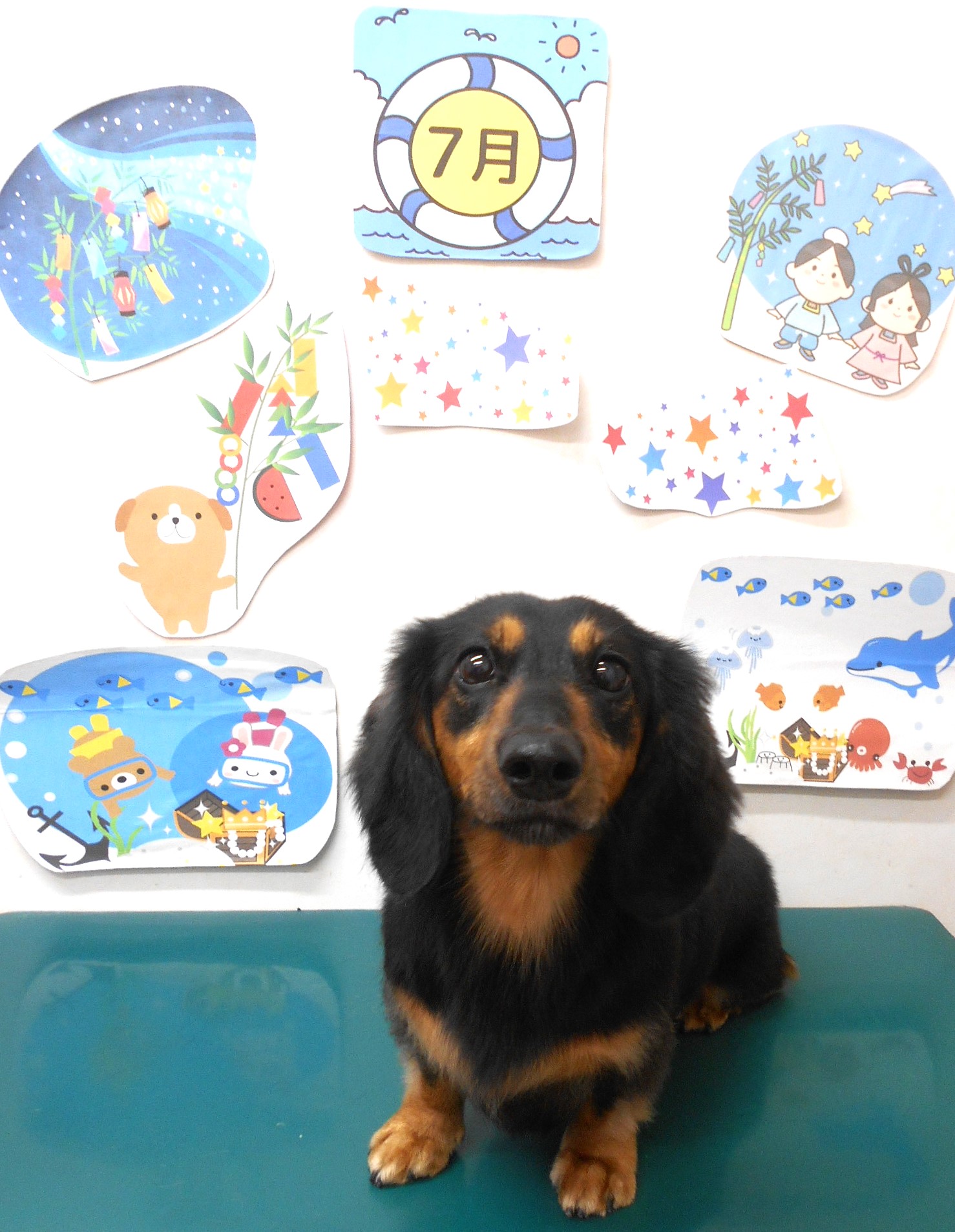 ミニチュアダックスフンドのトリミングカット シュシュどうぶつ病院の1枚目